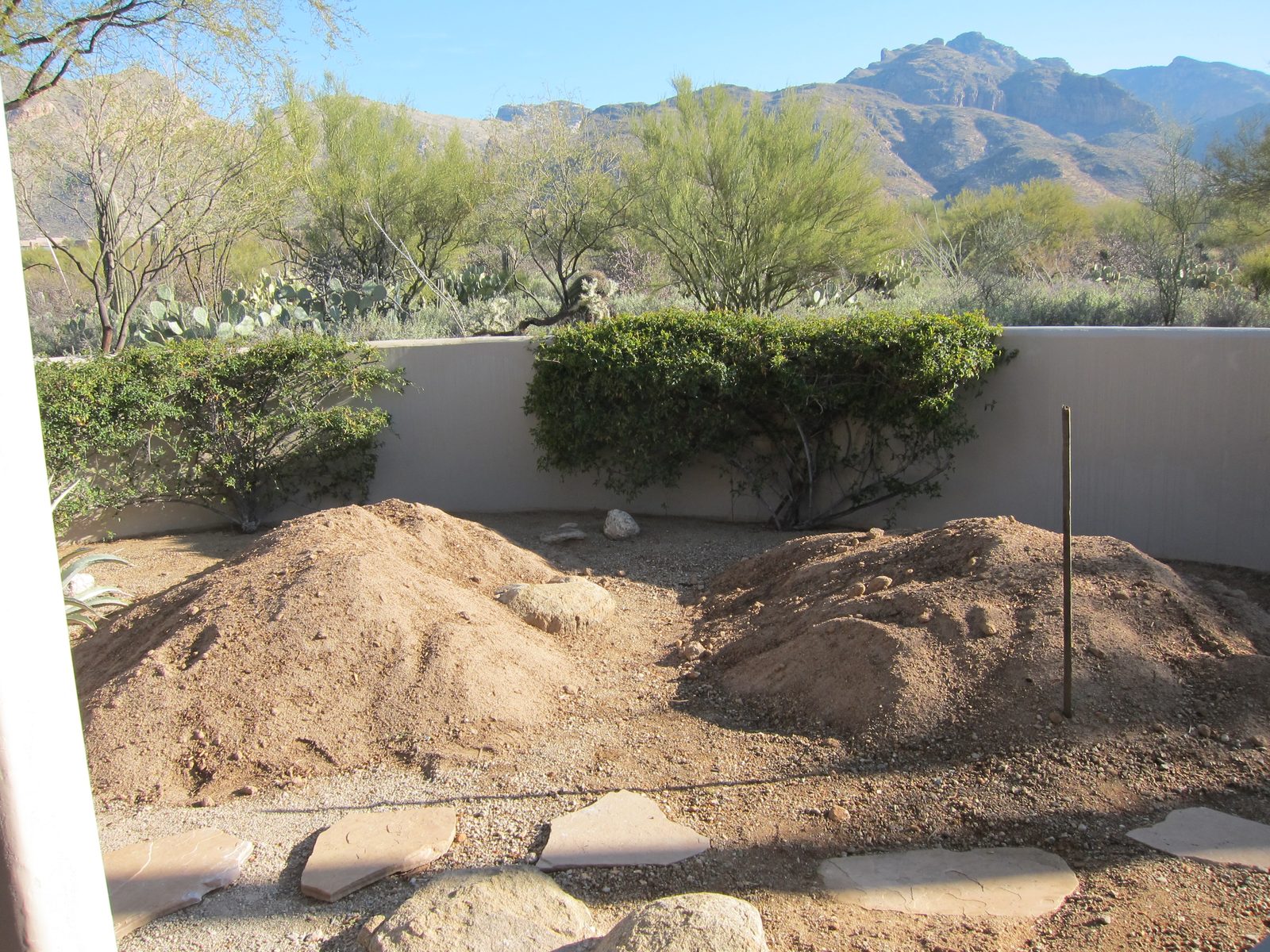 Perhaps a clearer picture of the sod mix.  Note the large bush has been removed.  It was...