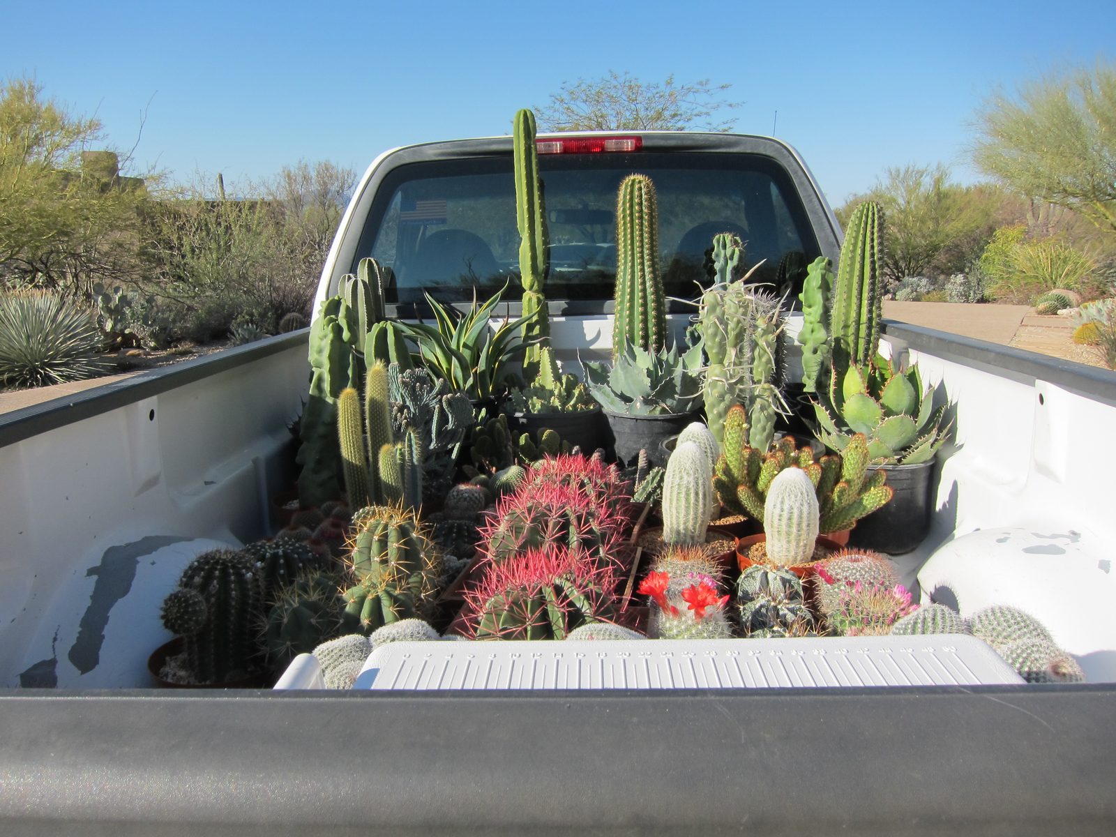 AH ... it is cactus Joe and his Truck full of goodies.