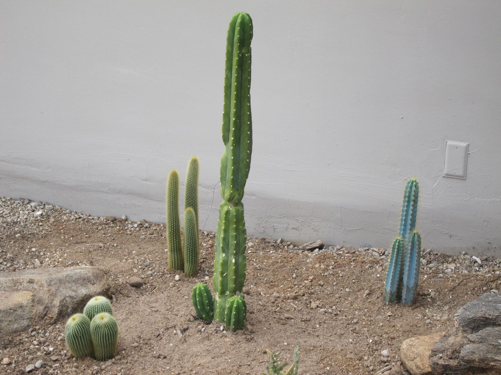 To your left, as you enter the garden from the east are these fellows who will look better and...