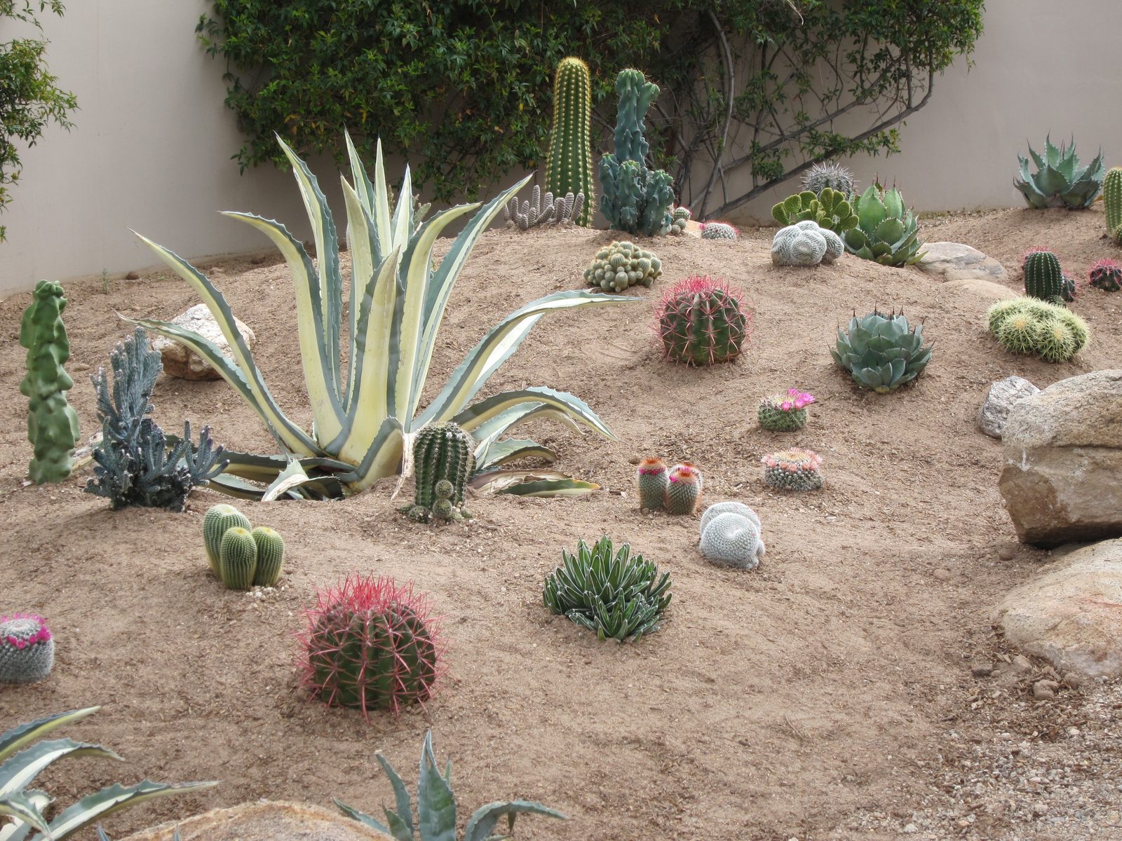 The reddish spines are "Fire Barrels"; the variegated agave you recognize by now.  Far left is a...