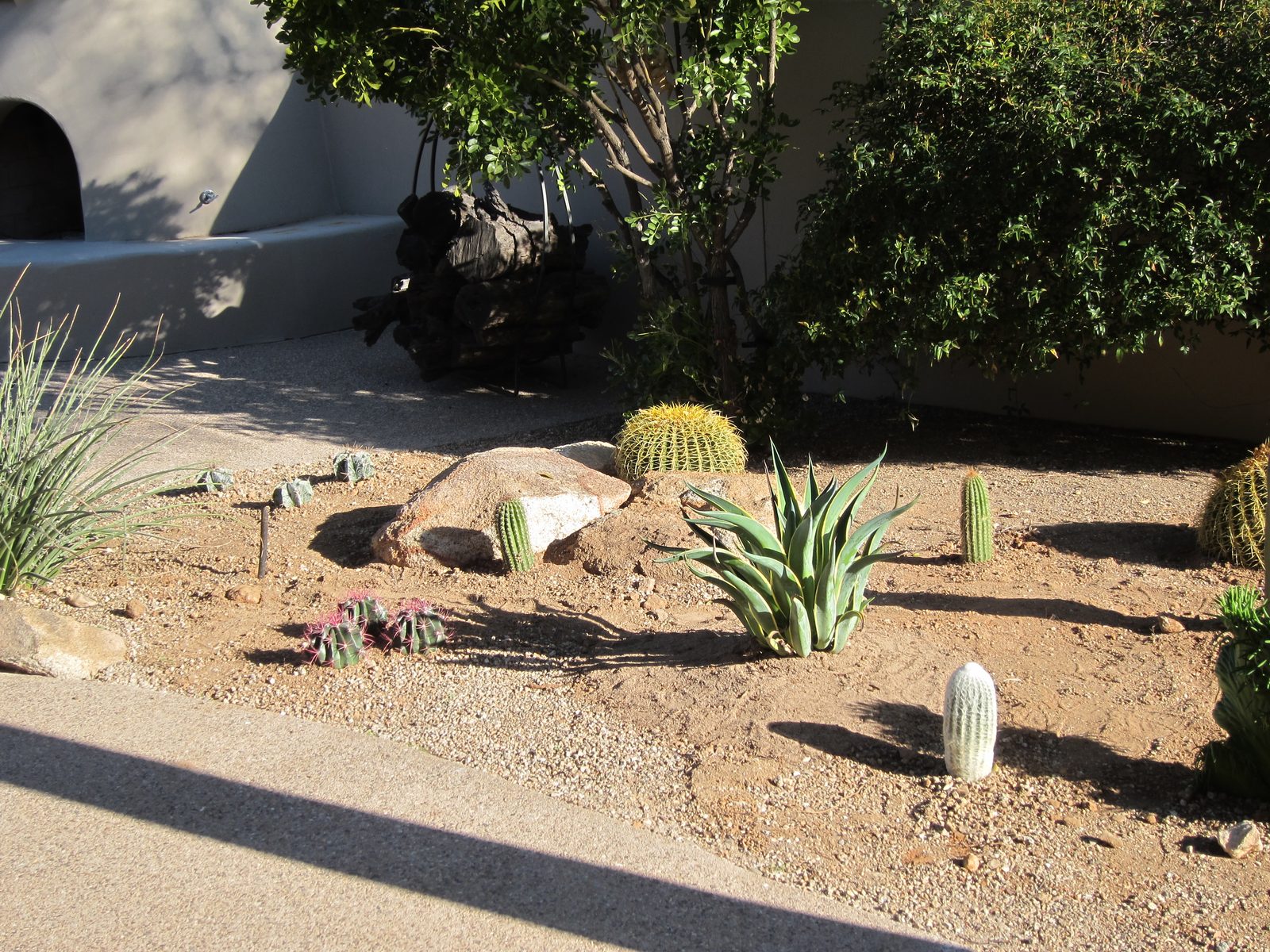 Closer look at west end.  Star cactus more visible in left rear, Fire Barrels in front of them. ...