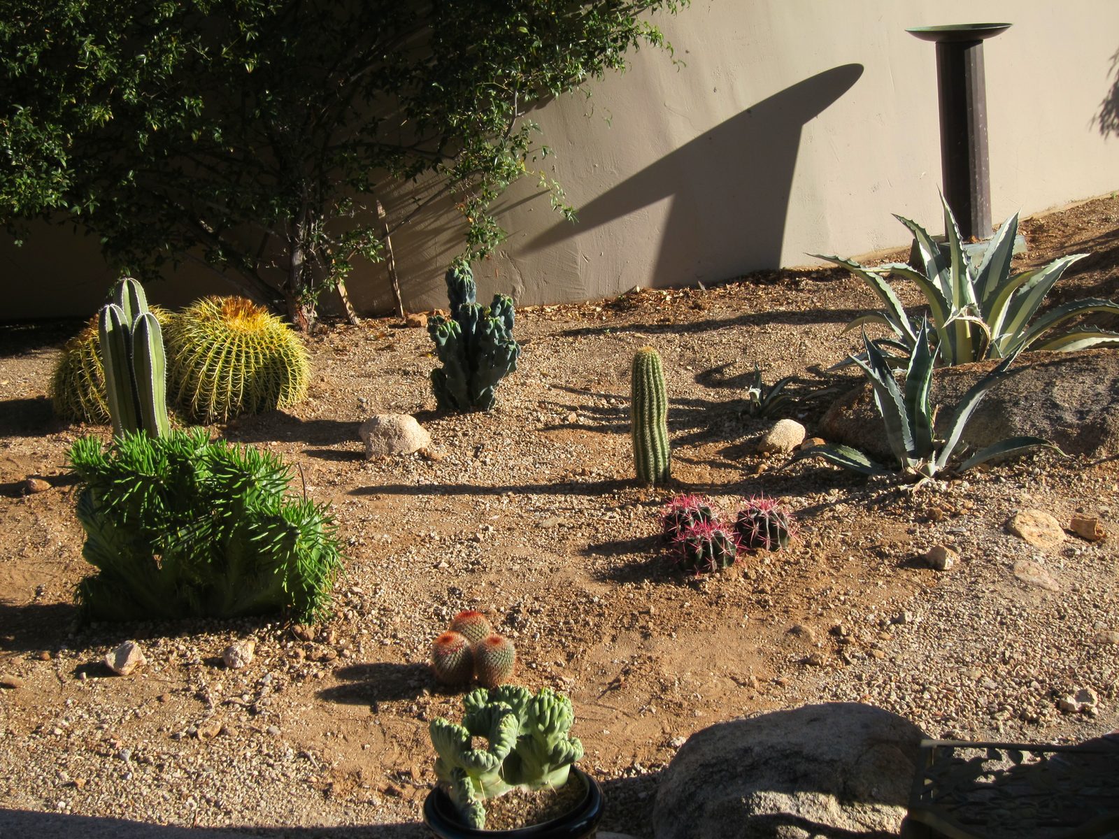 Different view of Eve's needle; potted plant in bottom center is also an Eve's needle which...