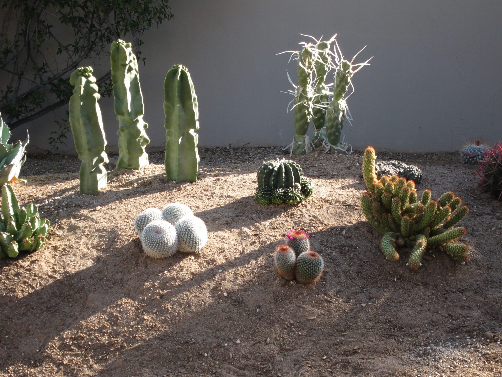 Ah, eastern most berm.  Three tall fellows are Totem Poles. Fellow with fluffy white arms is...