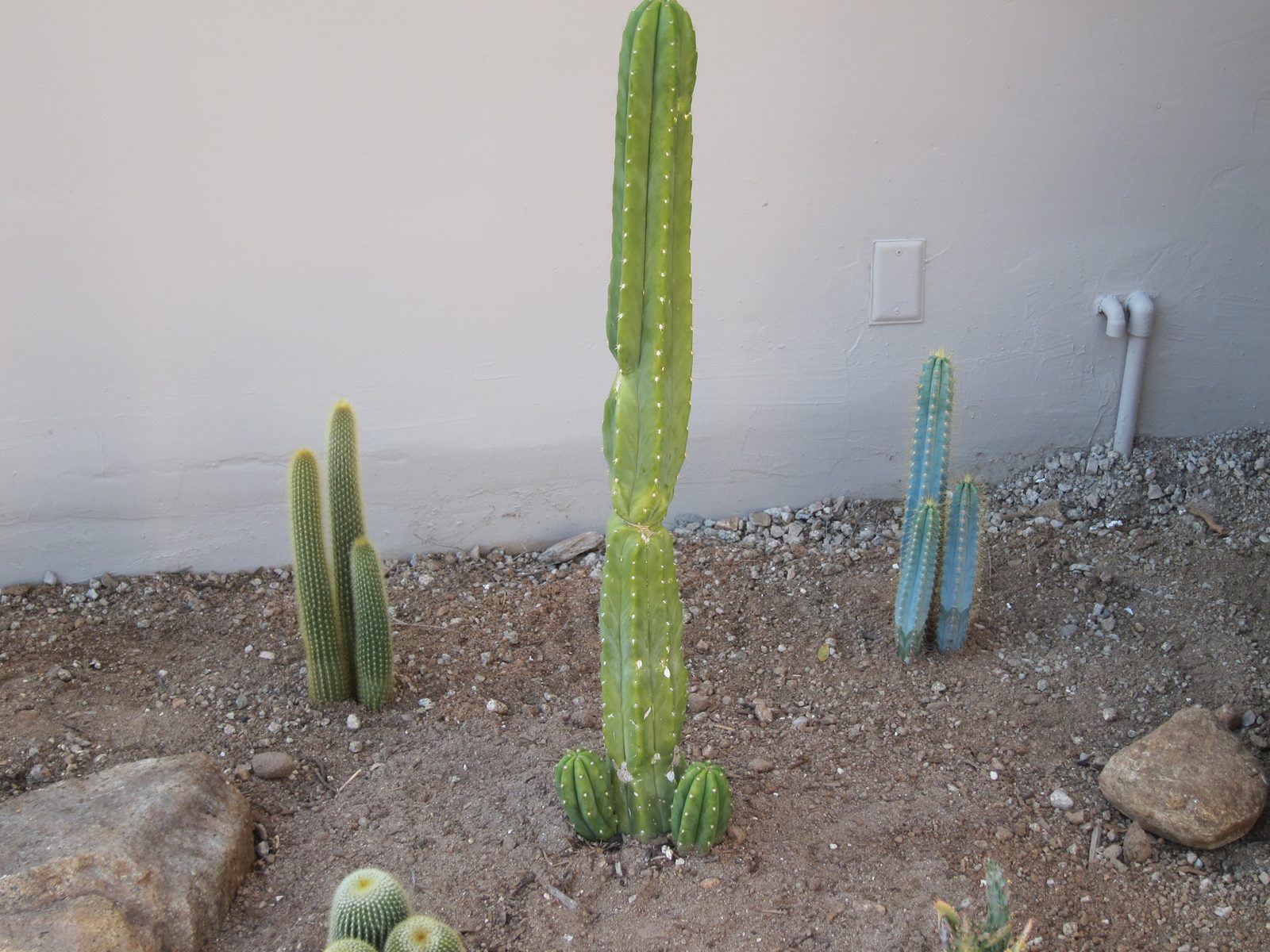 The fellows along the wall of the house as you come in from the east.  This area needs help!