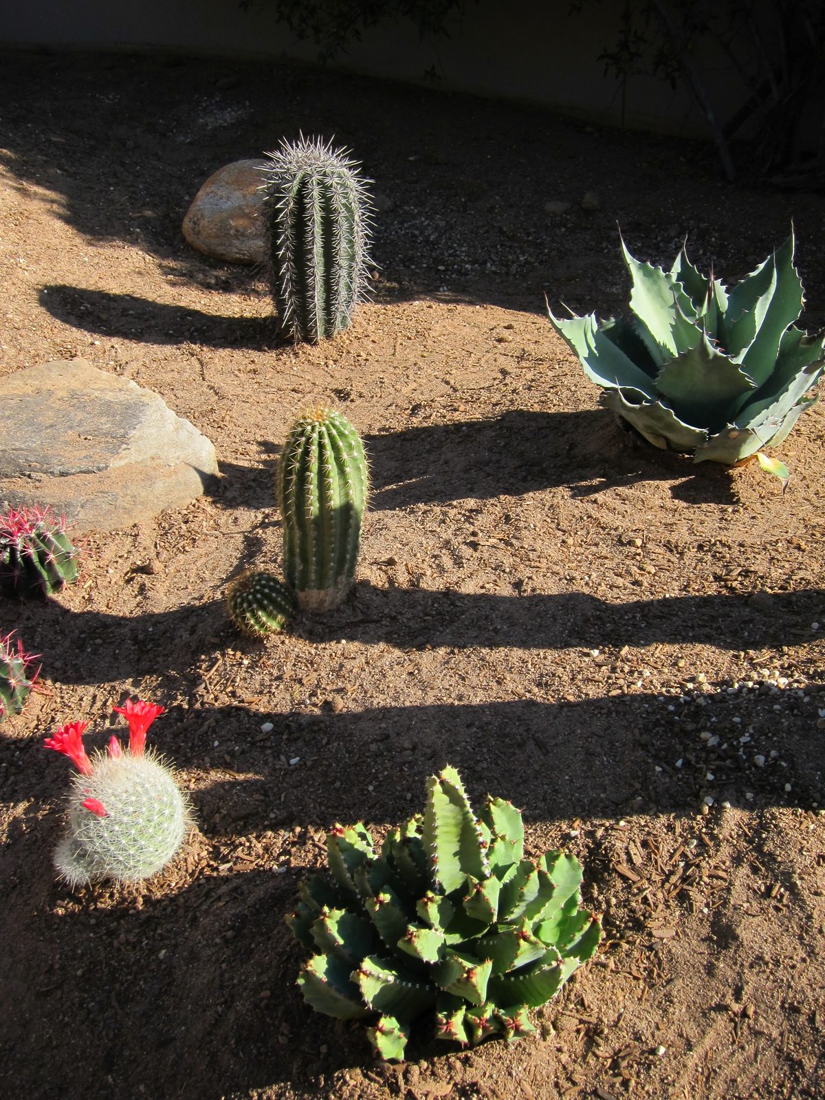 Whoops, this is definitely the Moroccan Mound Euphorbia in the foreground, so who was that other...