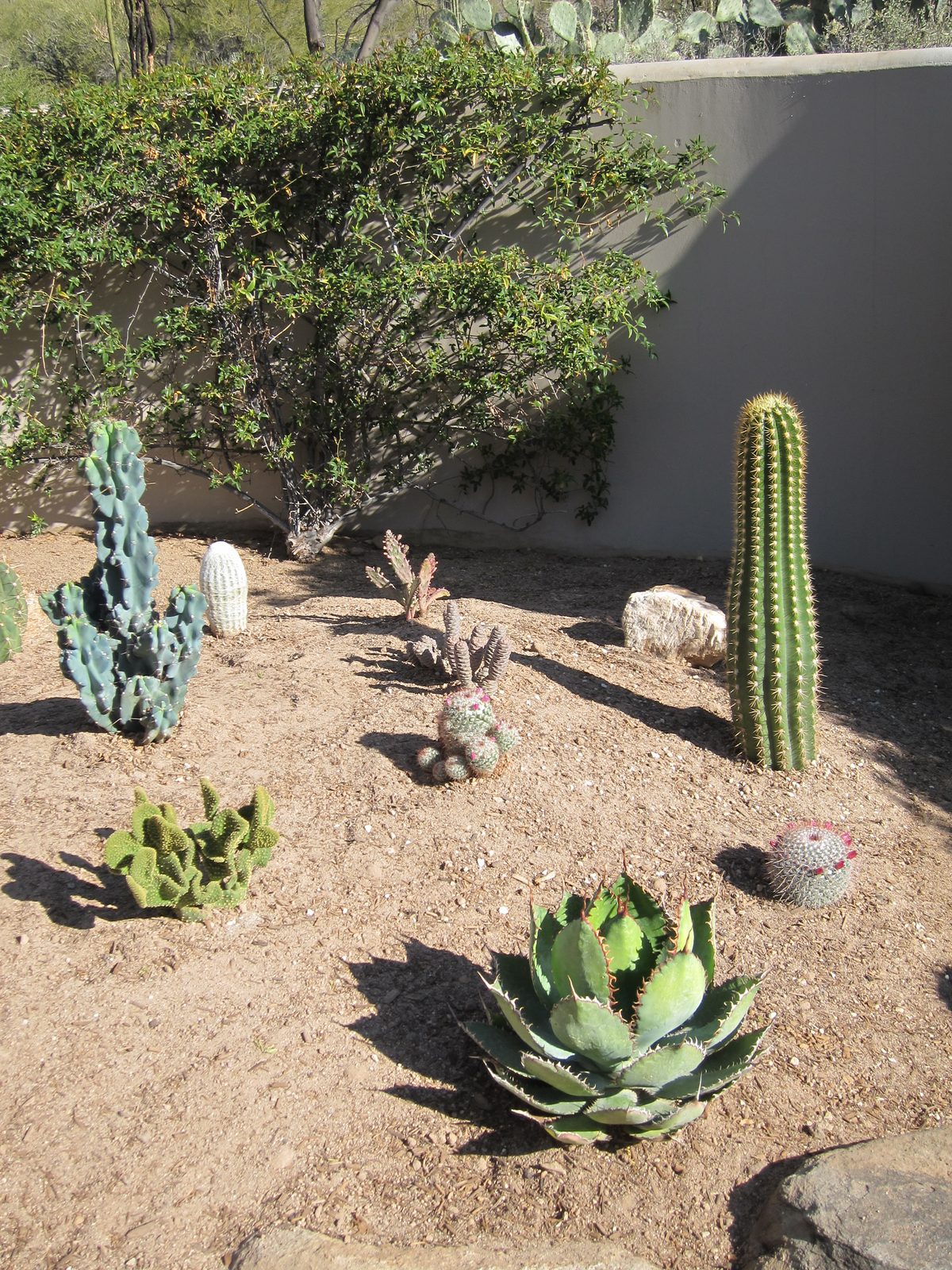 Cow's horn agave, Big Bertha cereus.  A little thing in front left is called Funny Bunny; hope I...