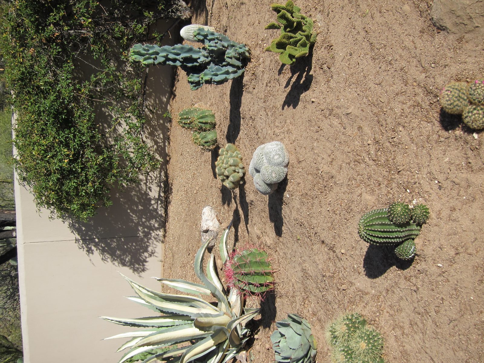 In front of the variegated agave is an artichoke agave with a golden barrel cluster in front. ...
