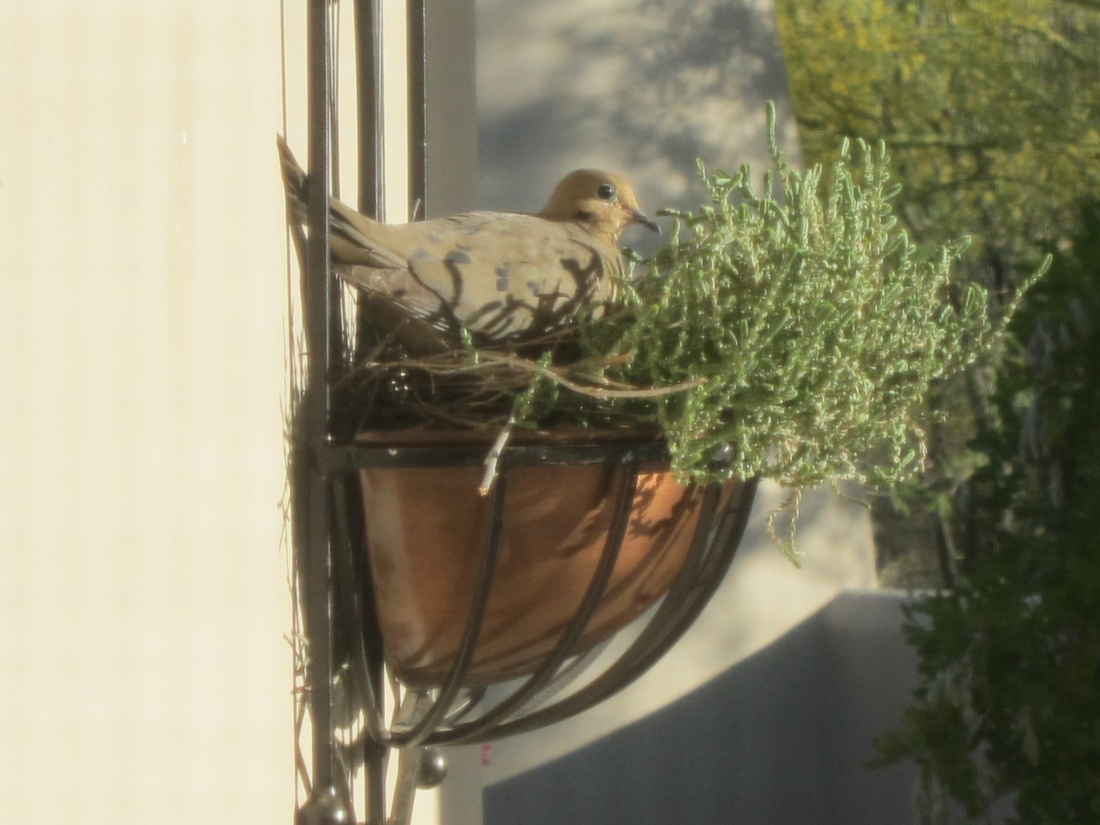 Mrs Dove, on her eggs (two have been seen) and intent on pushing my cactus out of the planter