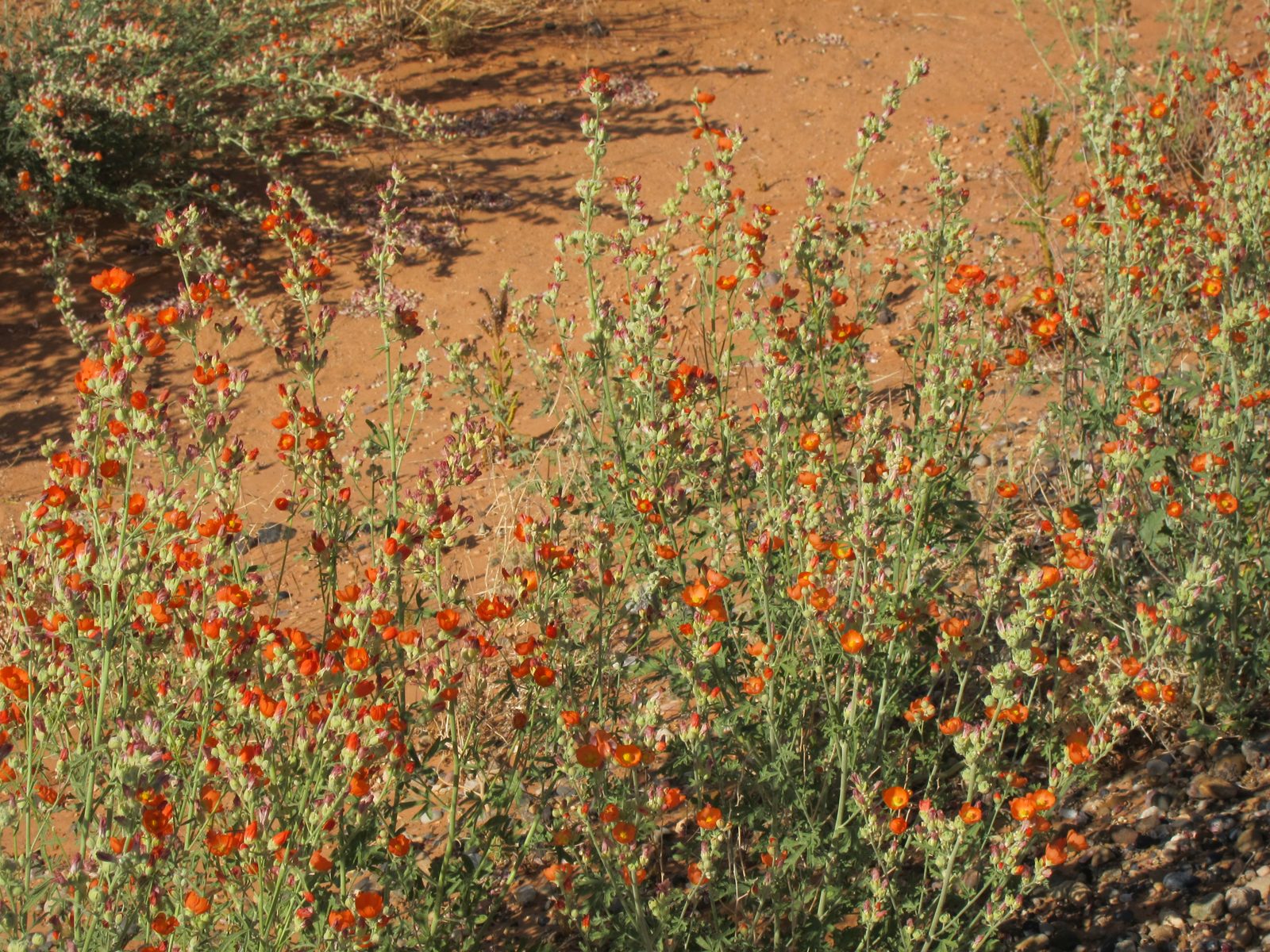 And some pretty desert mallow blooming alongside the road
