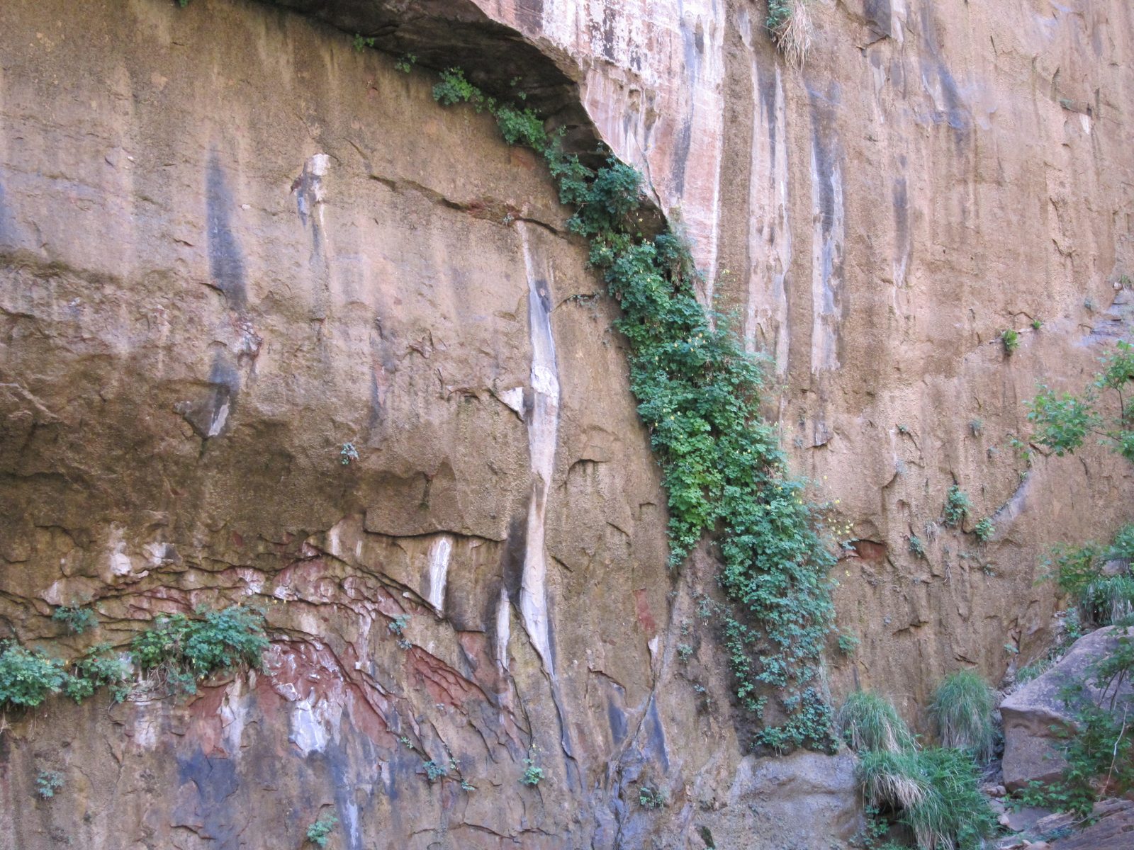 Some of the 'seeps' in the sandstone that allow greenery to thrive