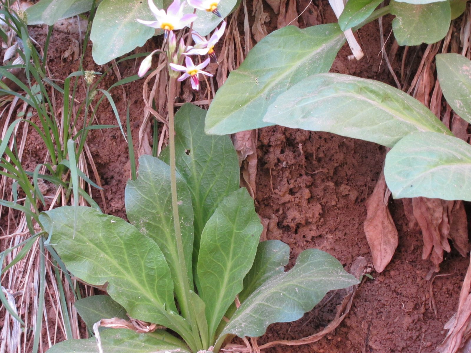Including a wild flower we did not recognize.