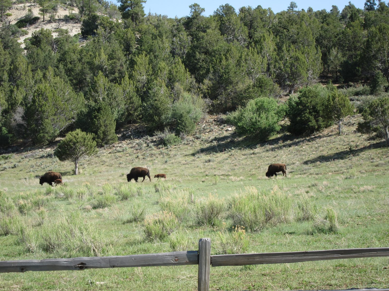 A few bison, with babies, along the road