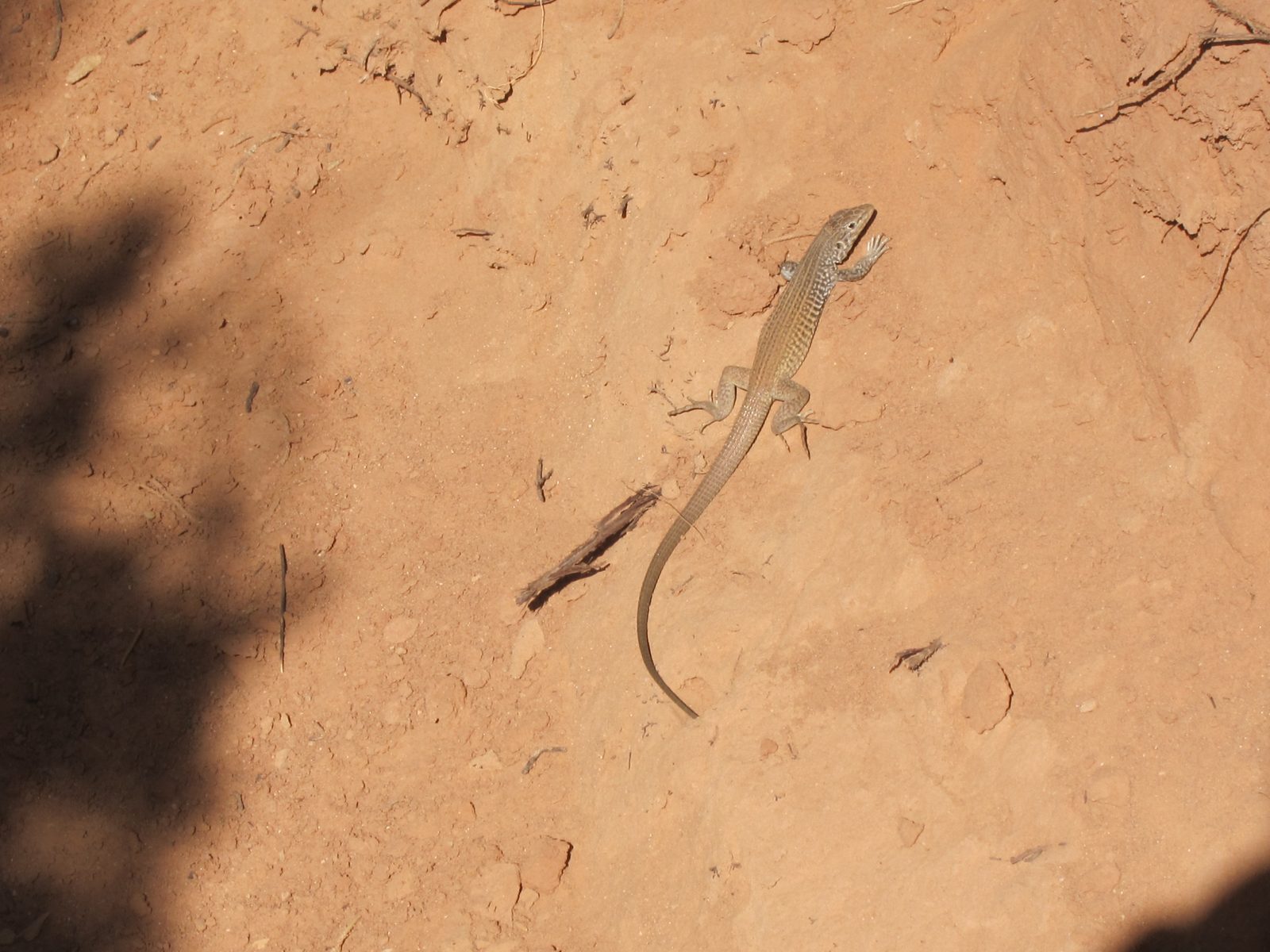 One of the denizens in Capitol Reef