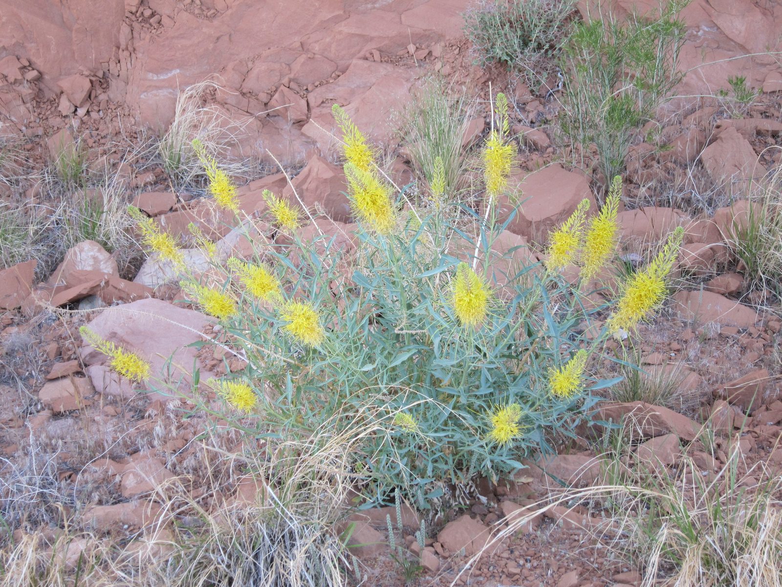 Brilliant flowers growing on the shady side of the cliff