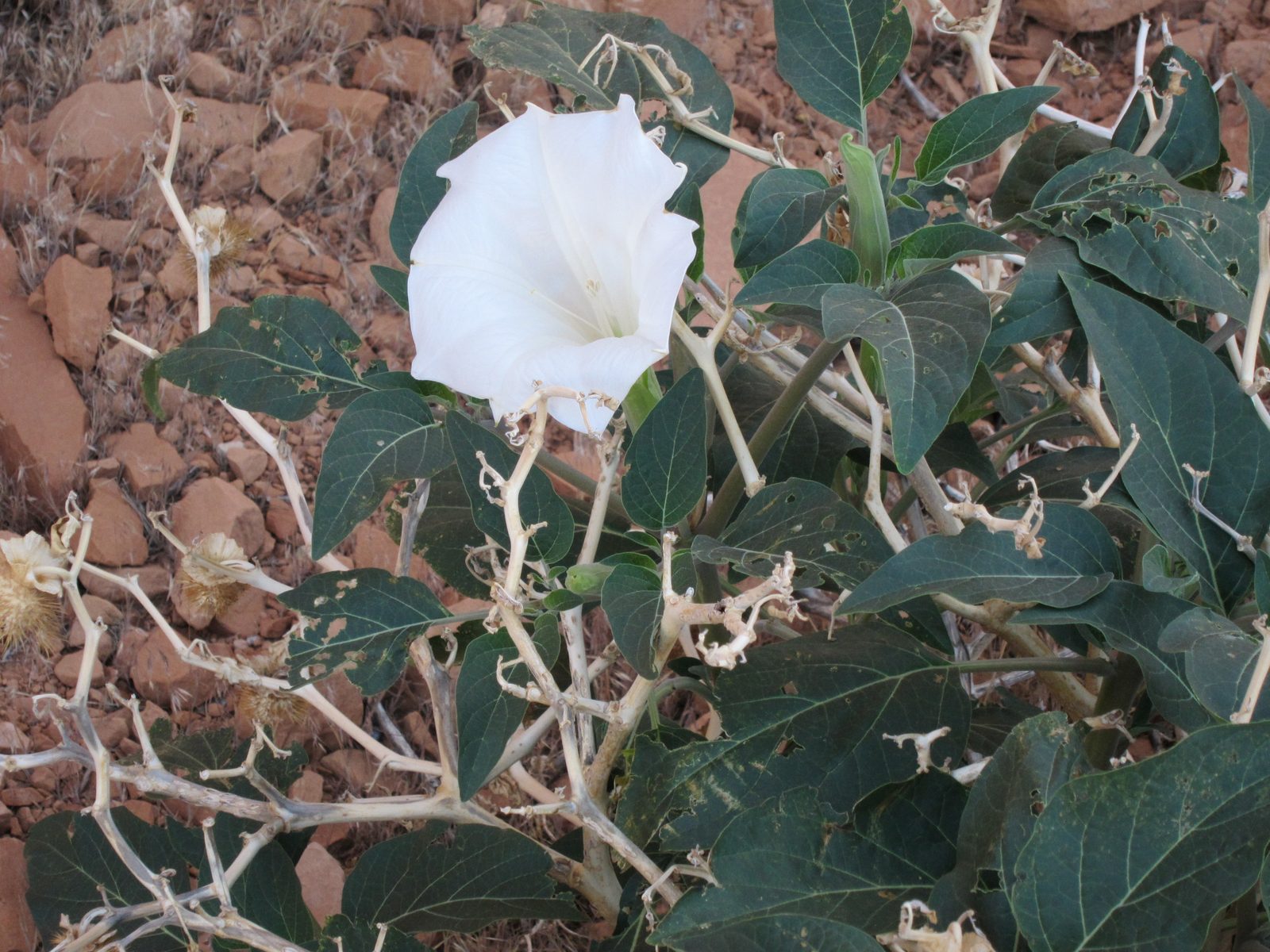 This one is Sacred Datura.  Poisonous and beautiful