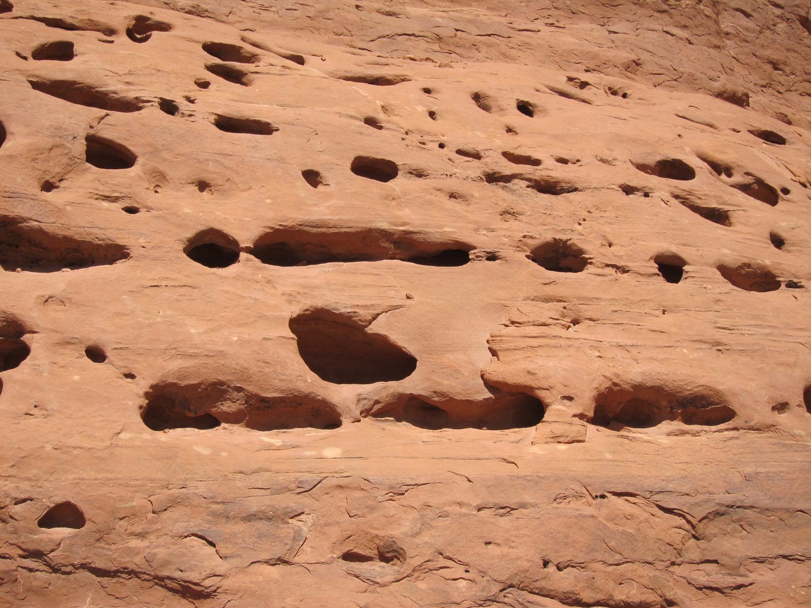 These are the holes previously mentioned that Larsen said were caused by calcium washing out