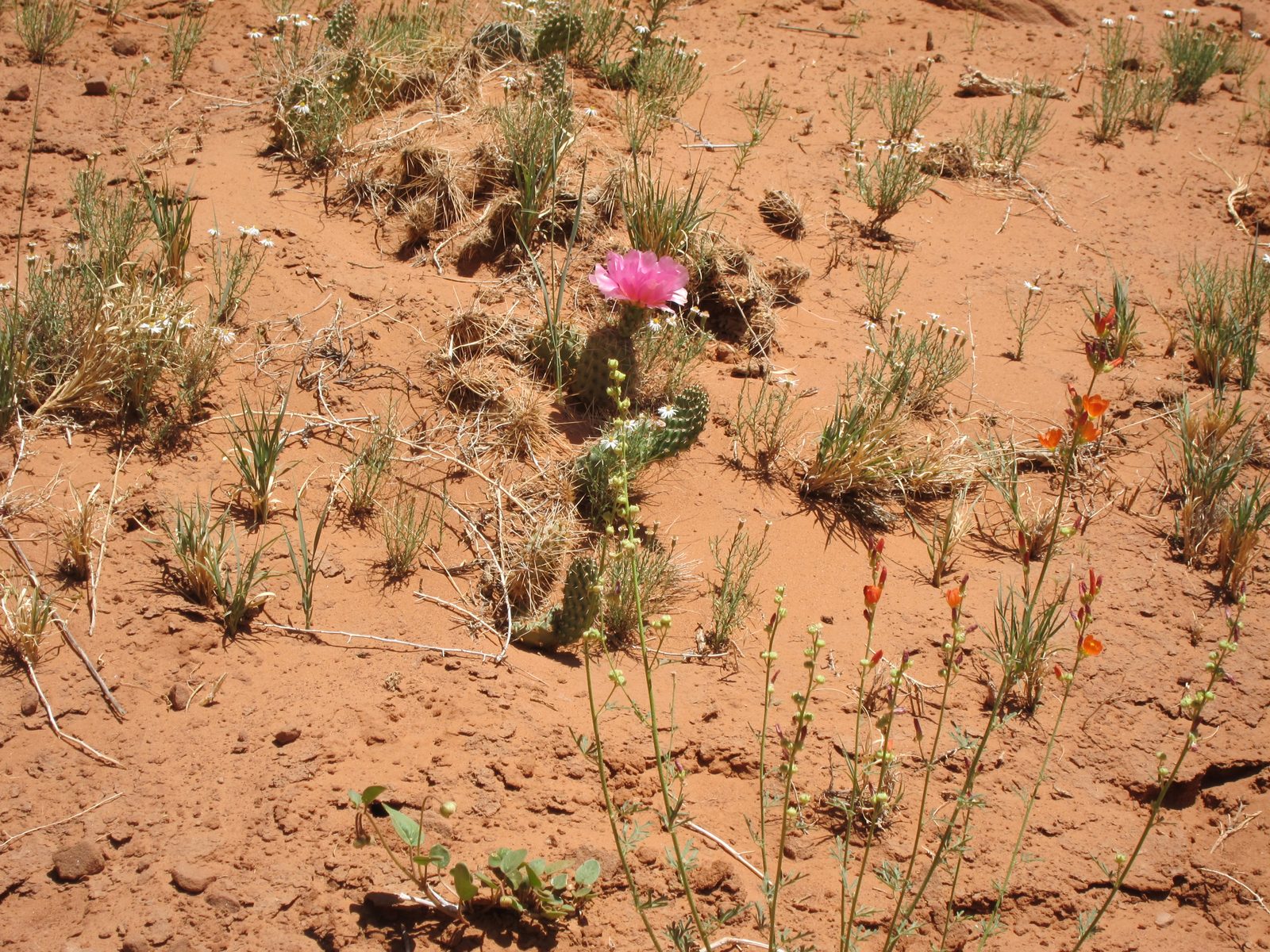 And a lovely prickly pear in bloom