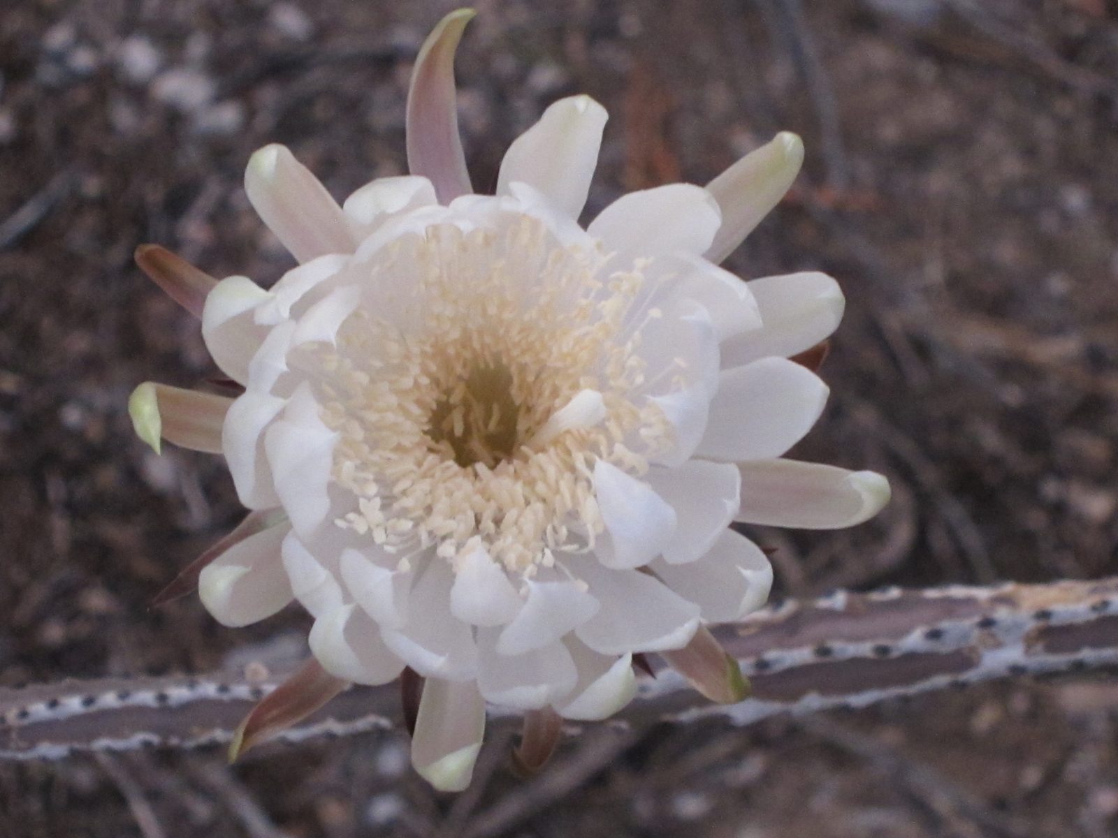 Queen of the night ... is the common name for a night blooming cereus cactus.  It appears on...