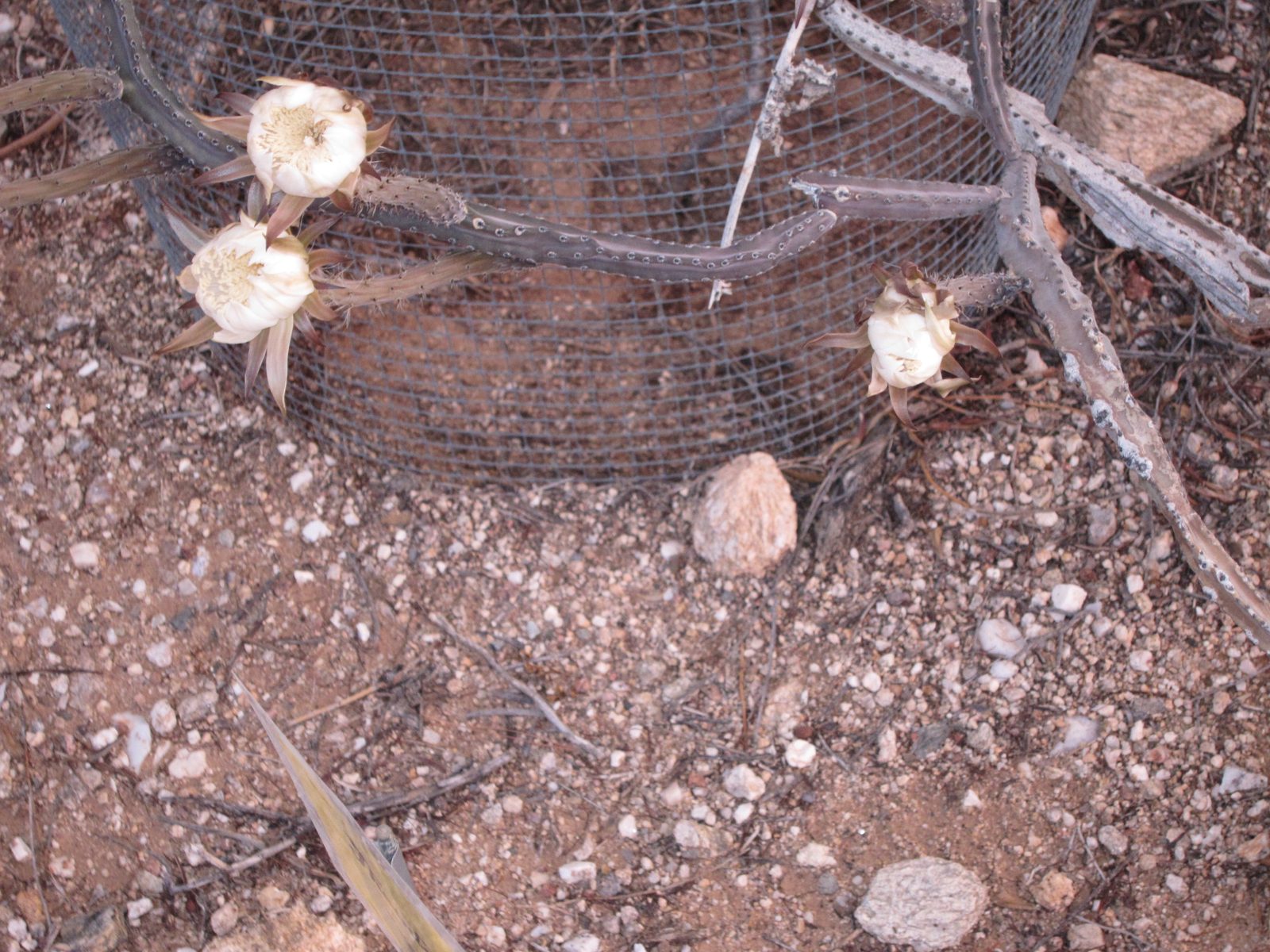 Not an appealing picture, but it shows the "sticks" that produce this beauty, which here is...