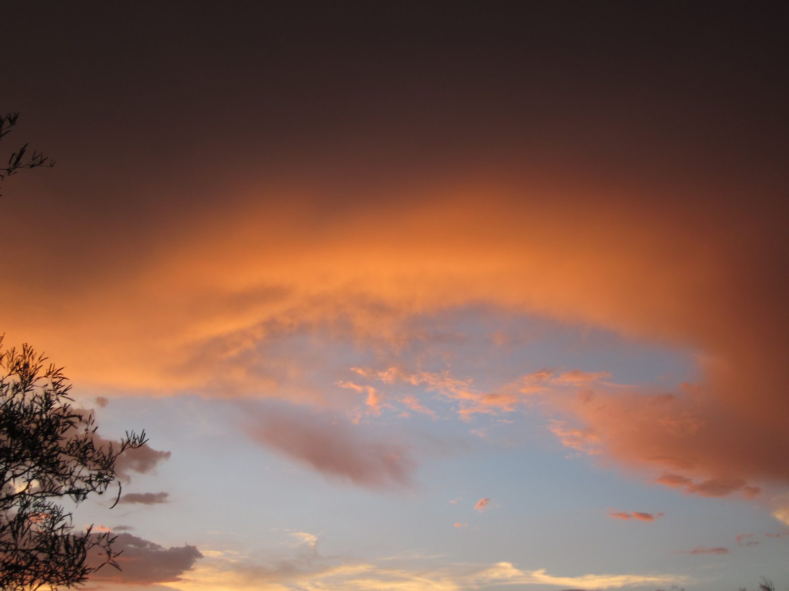The sun was setting as these beauties were blooming.  Taken at Tohono Chul Park which had over...