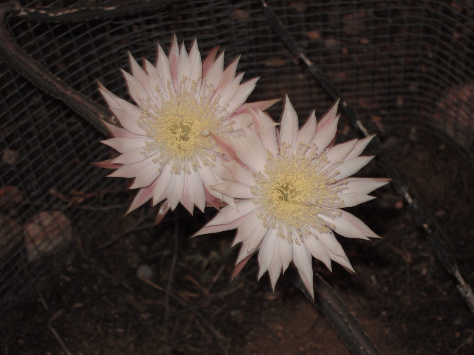 Most of the cereus have specialty names ... I believe this one had "rose" in it