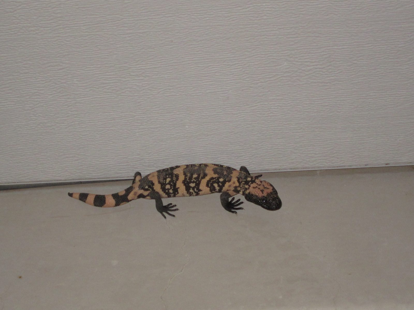 Came home one night to find this fellow outside the garage. Gila monster (baby variety).  We...