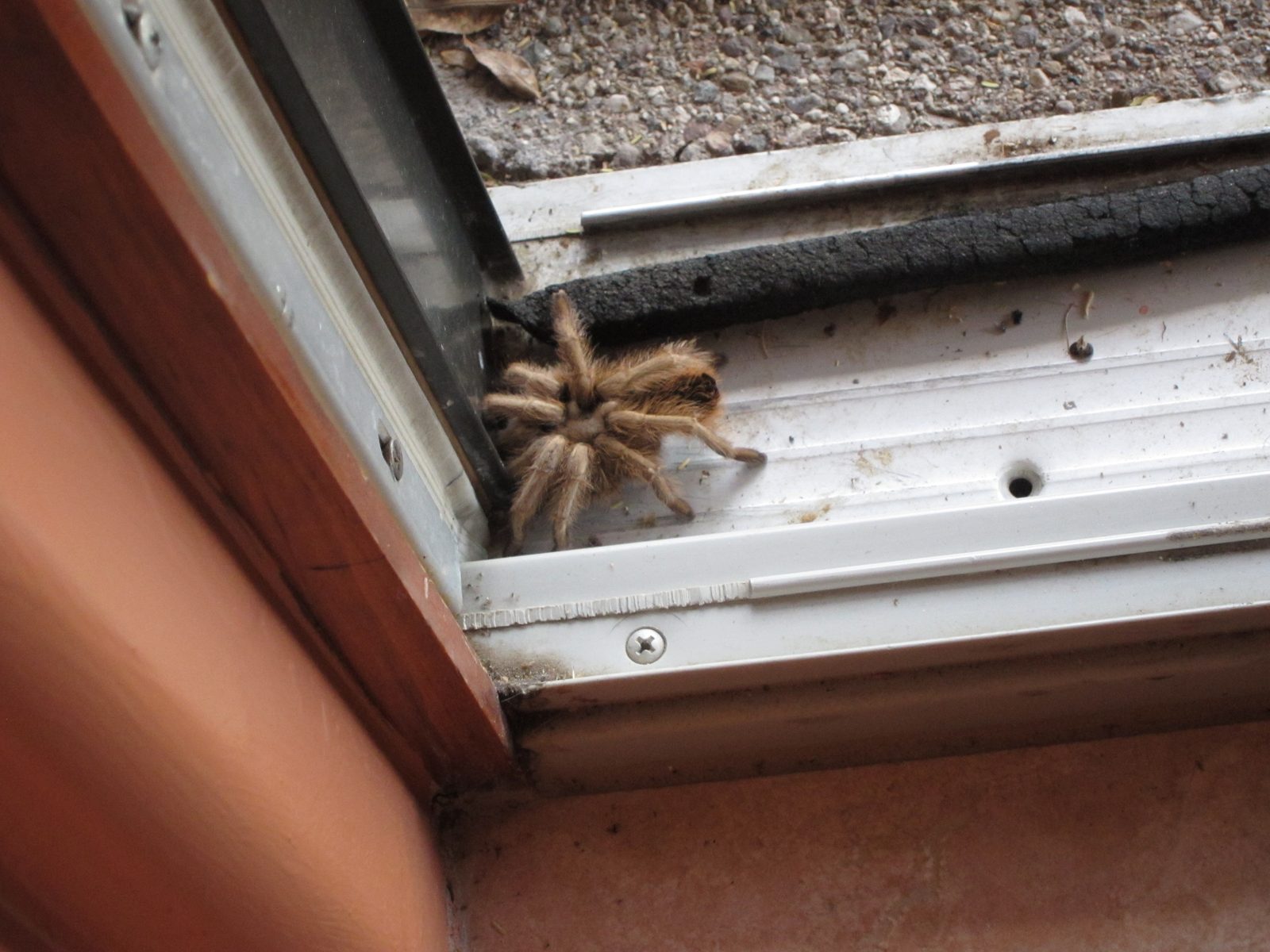Another critter ... female tarantula sitting in the saddle of the door between the kitchen and...