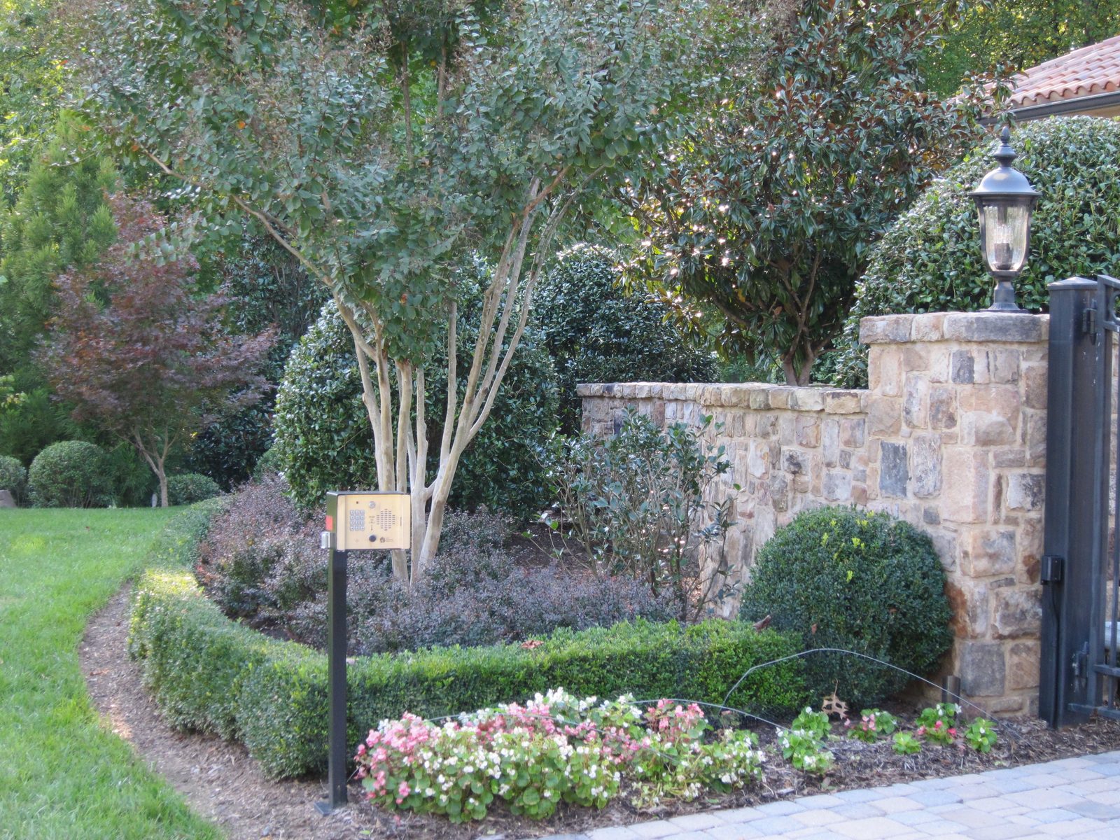 Better view of the boxwoods and one of the crepe myrtles.  