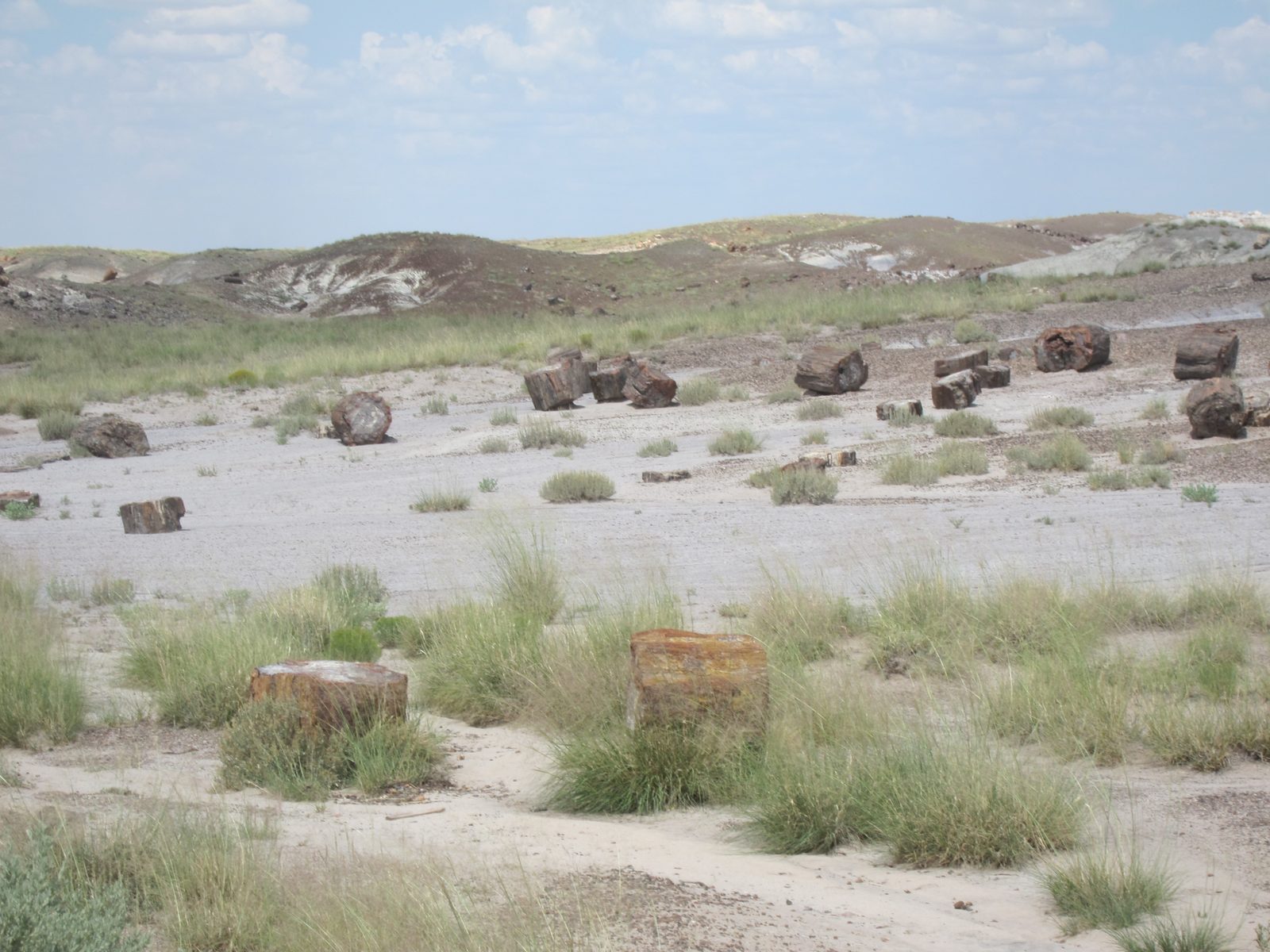Chunks of Petrified Wood.  They have not been chain-sawed.  The crystal formations fracture at...