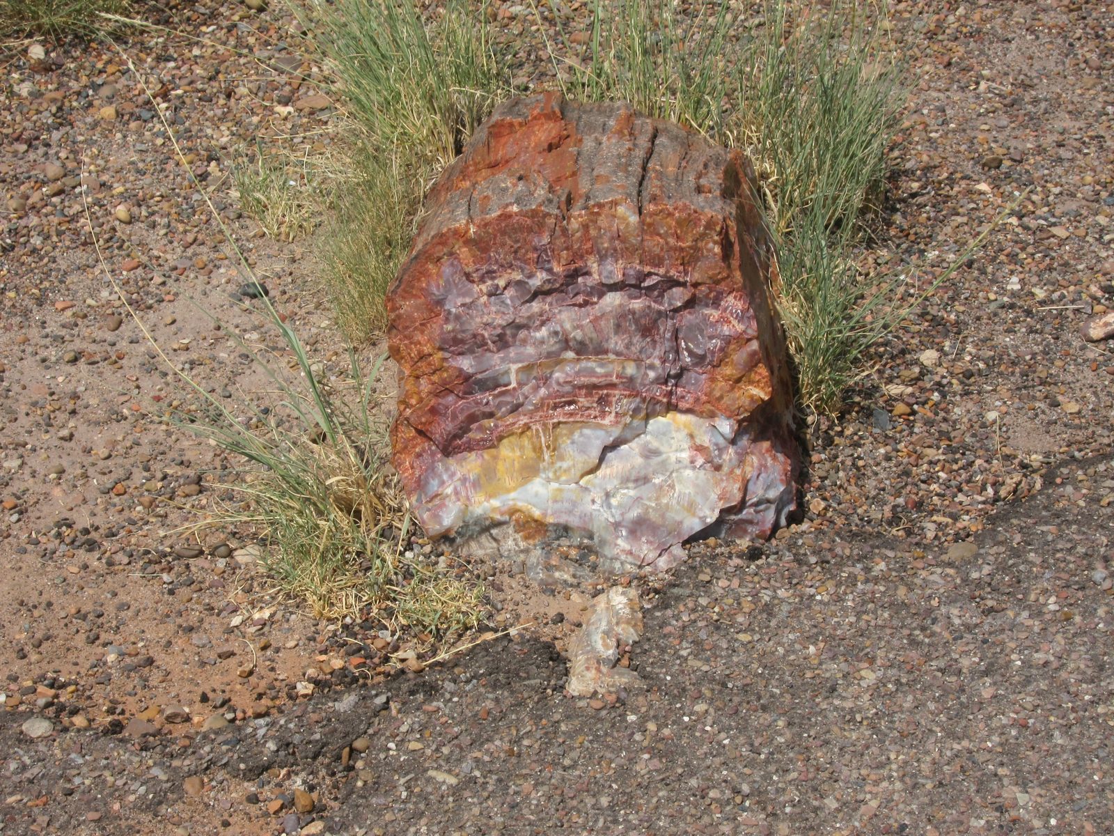 One such segment.  The NP loses about a ton of petrified wood each year ... despite many many...