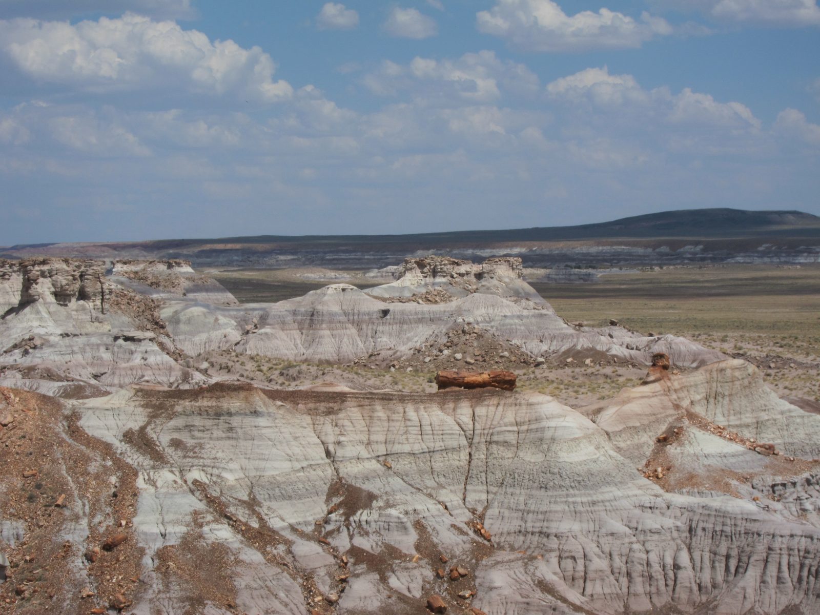 There may be more petrified logs under these dunes.