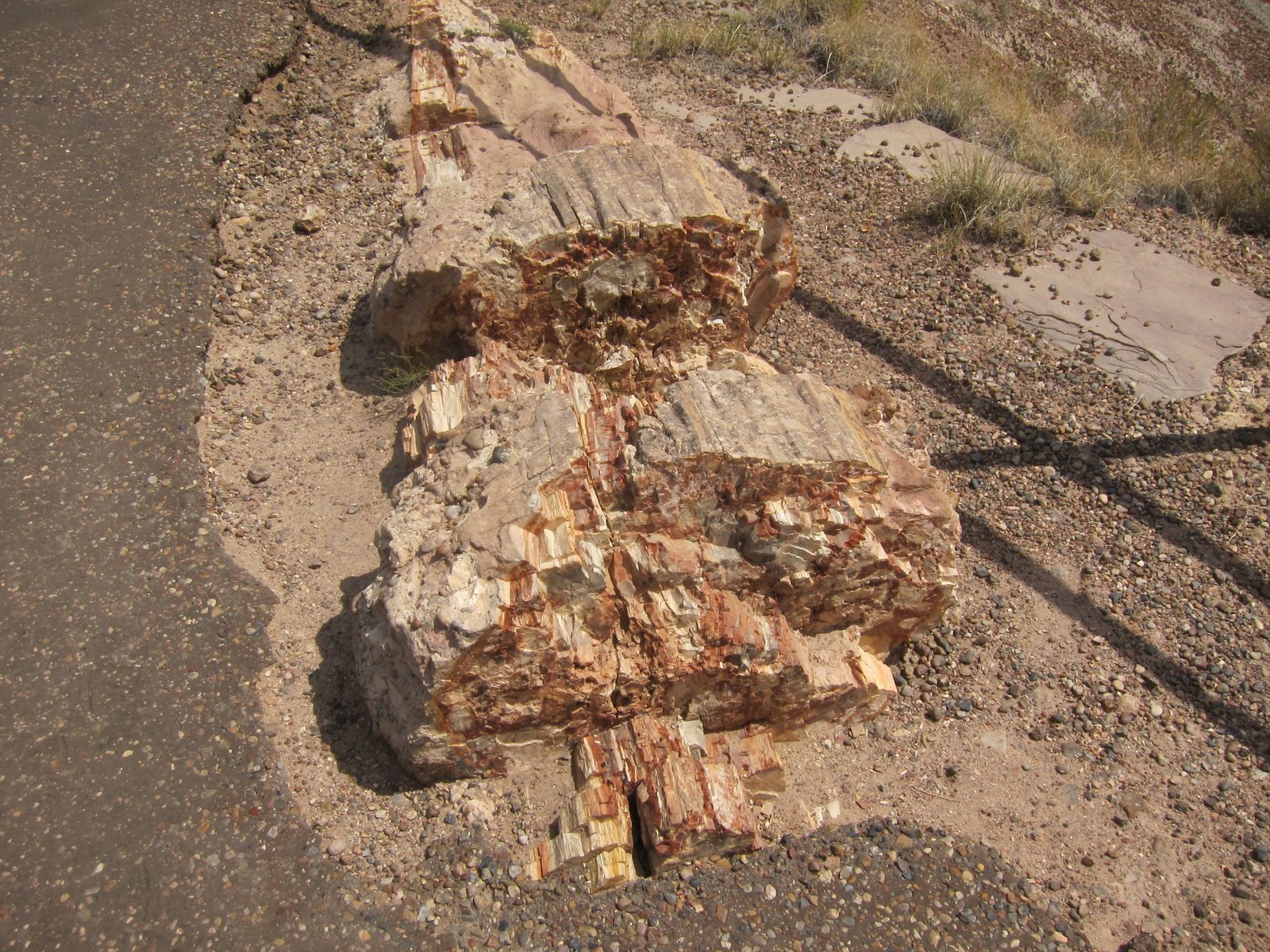 Close up of a petrified log, shattered into segments.