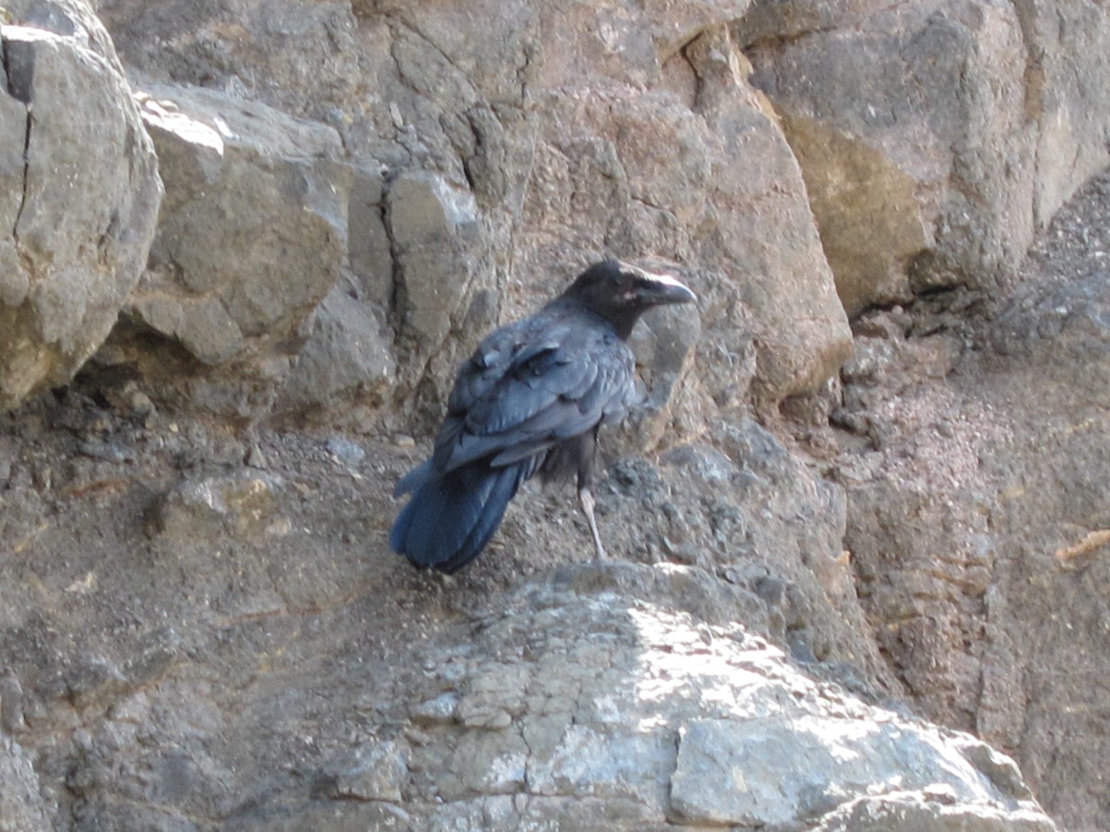 Enormous raven who was considering joining us for our picnic lunch.