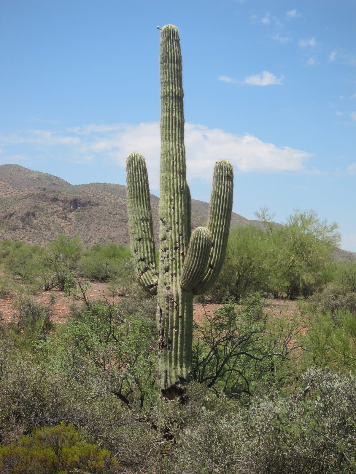 So sad ... someone using the State Cactus for target practice ... probably with the State Gun...