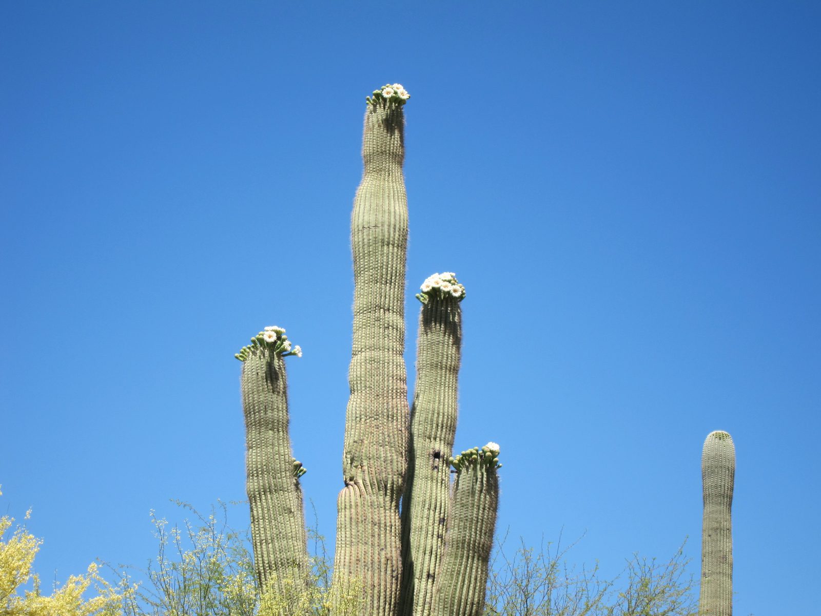 Saguaro on north side of driveway with blossoms.  They come out on the east, then the south,...