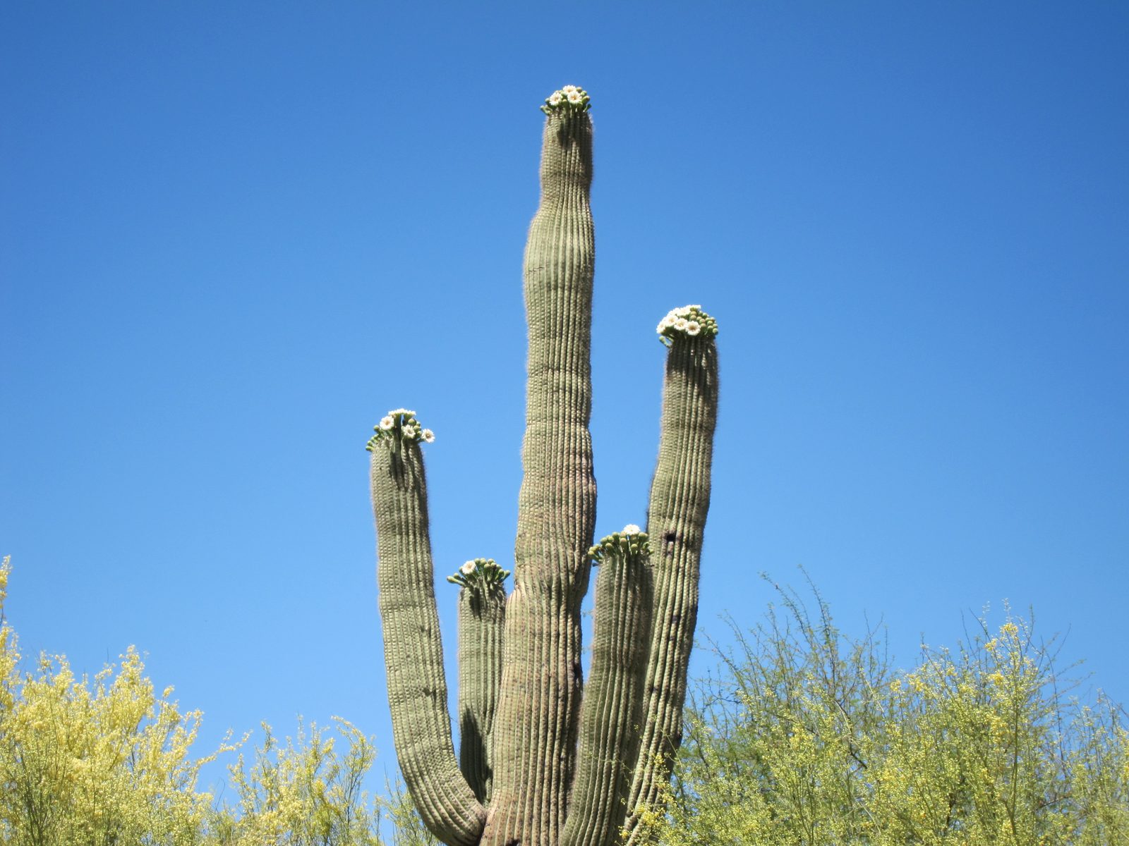 Another view, backed up by the palo verde blossoms.