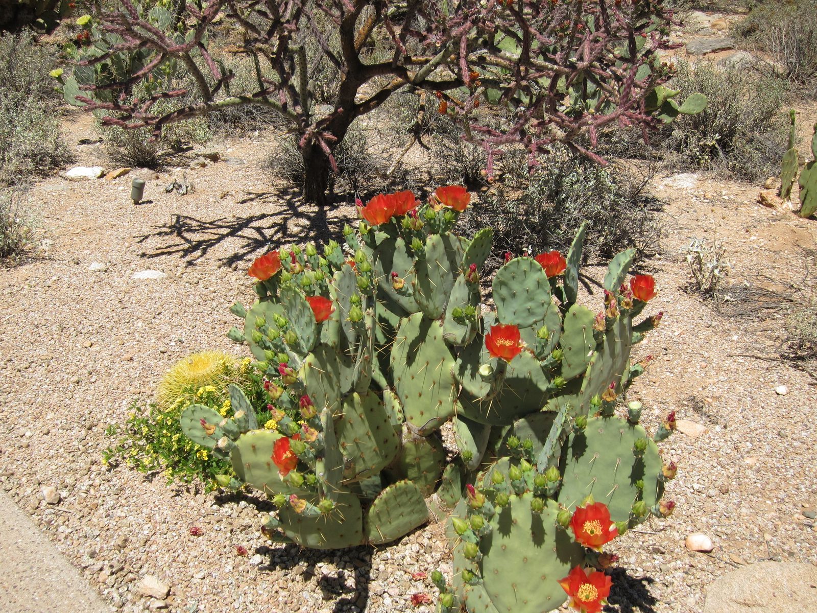 A prickly pear in bloom in the drive.  You can see all the buds still to come, the ones that...