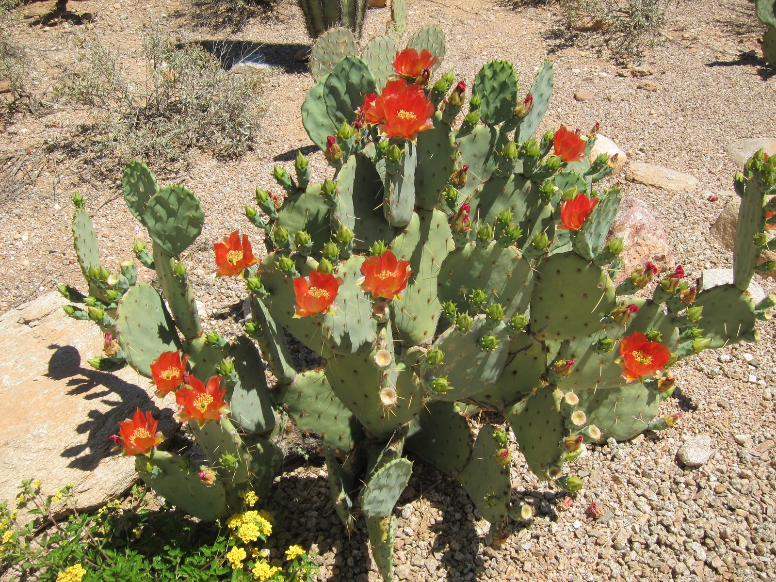 A little closer look at the same plant