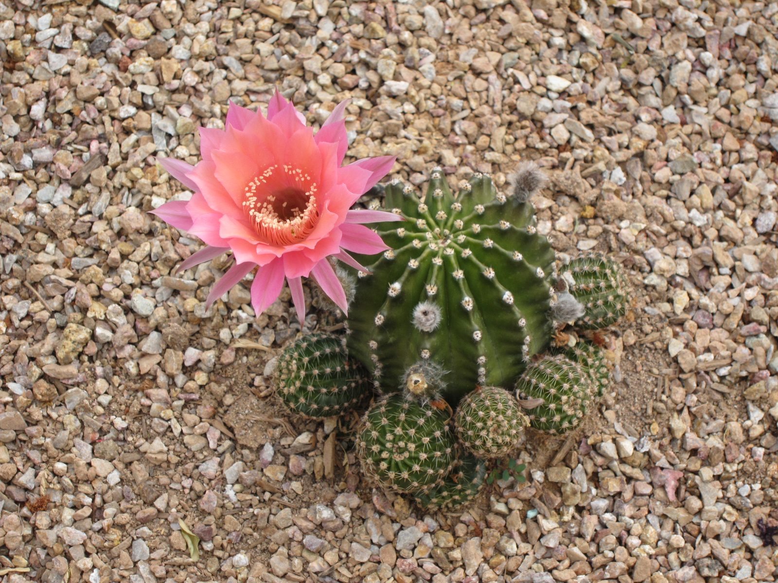 One of the new cactus in the back garden.  I don't know what is going in around the base,...