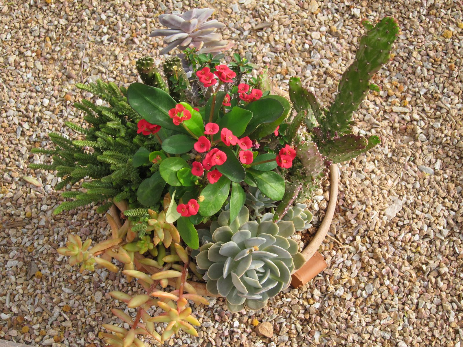 A pot I've been raising since last April.