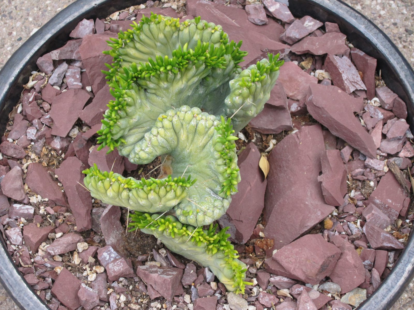 Something called Eve's Needle that I bought at Lowe's, transplanted, fed, watered and now it is...