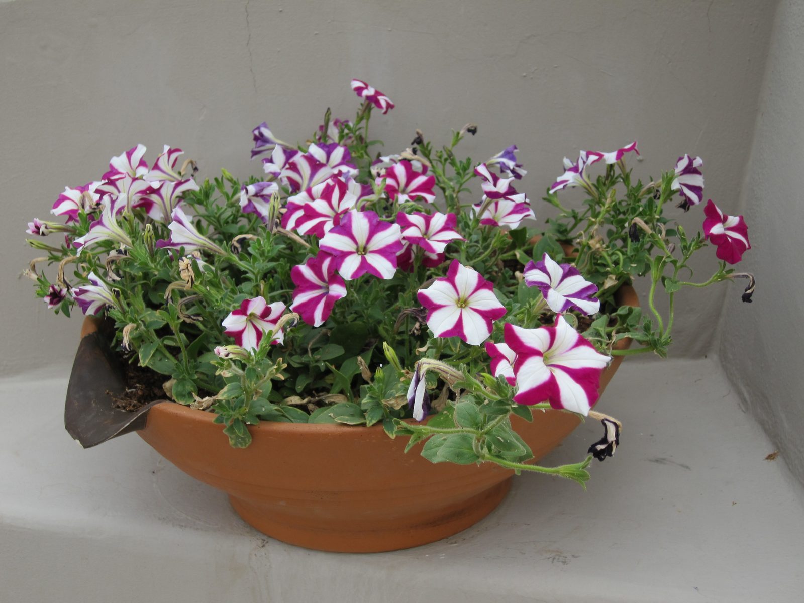 Just a pot of petunias near the kiva.  Need to be watered every day.
