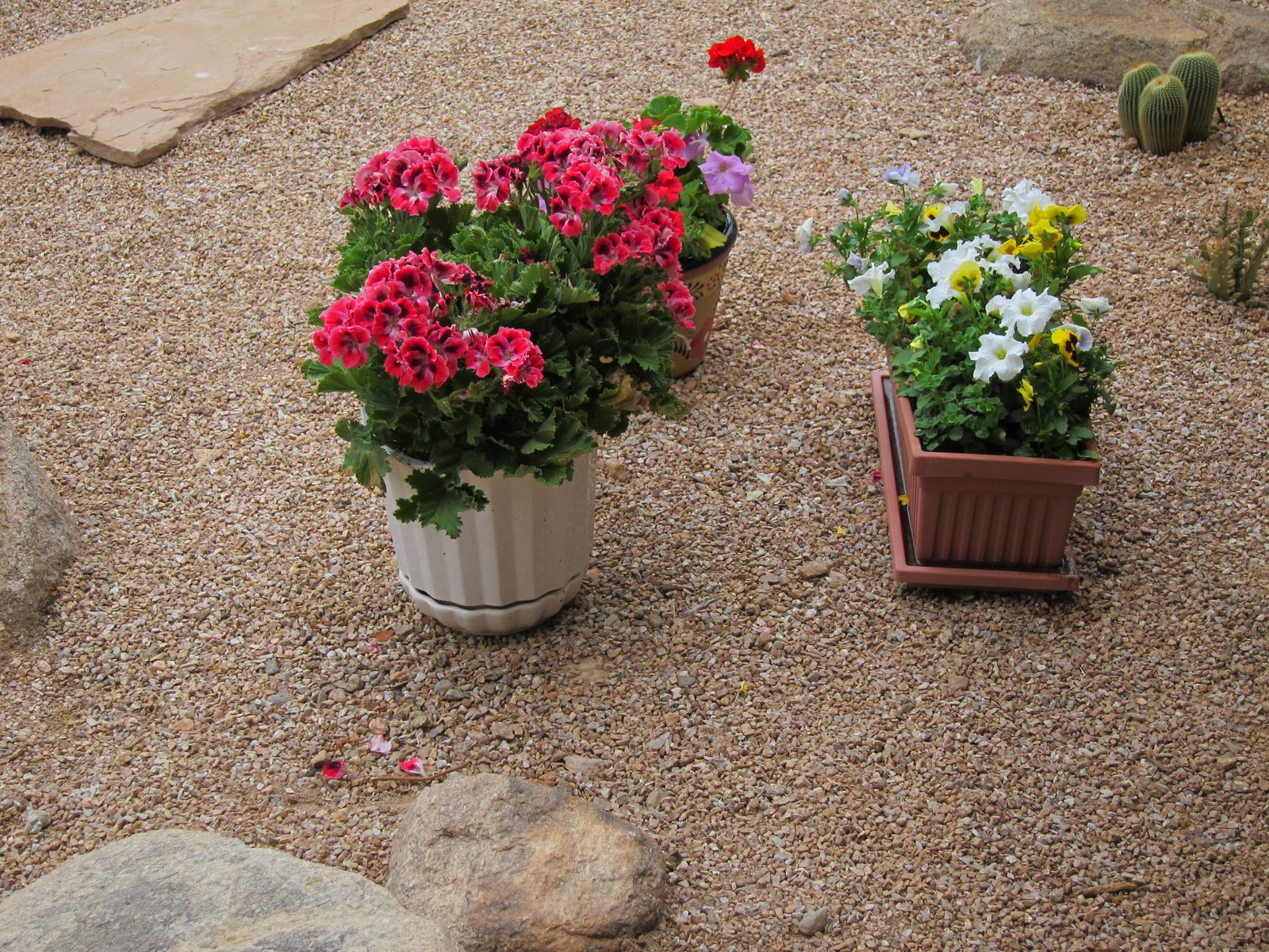 Near the grill out back.  A double geranium in the white pot, some petunias and pansies in the...