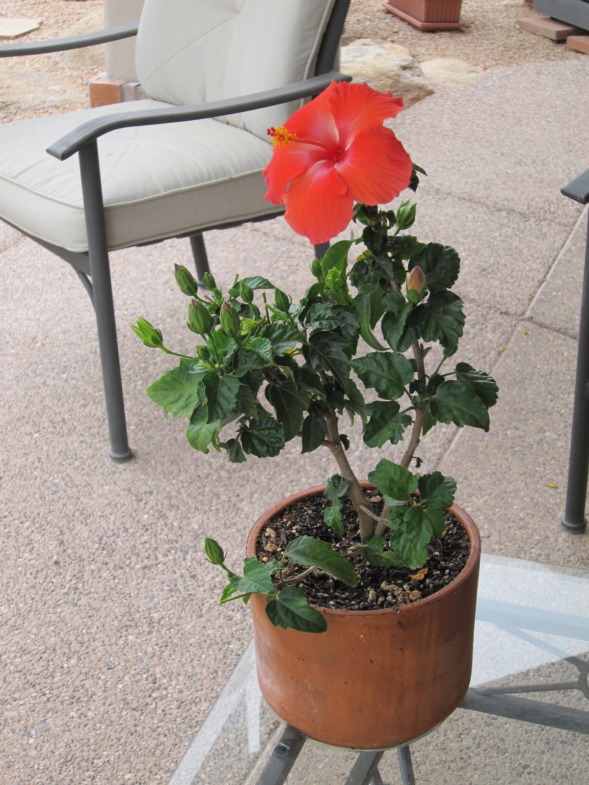 Also a hibiscus plant from Lowe's.  Just look at the buds.  They open, bloom for a day, and drop...