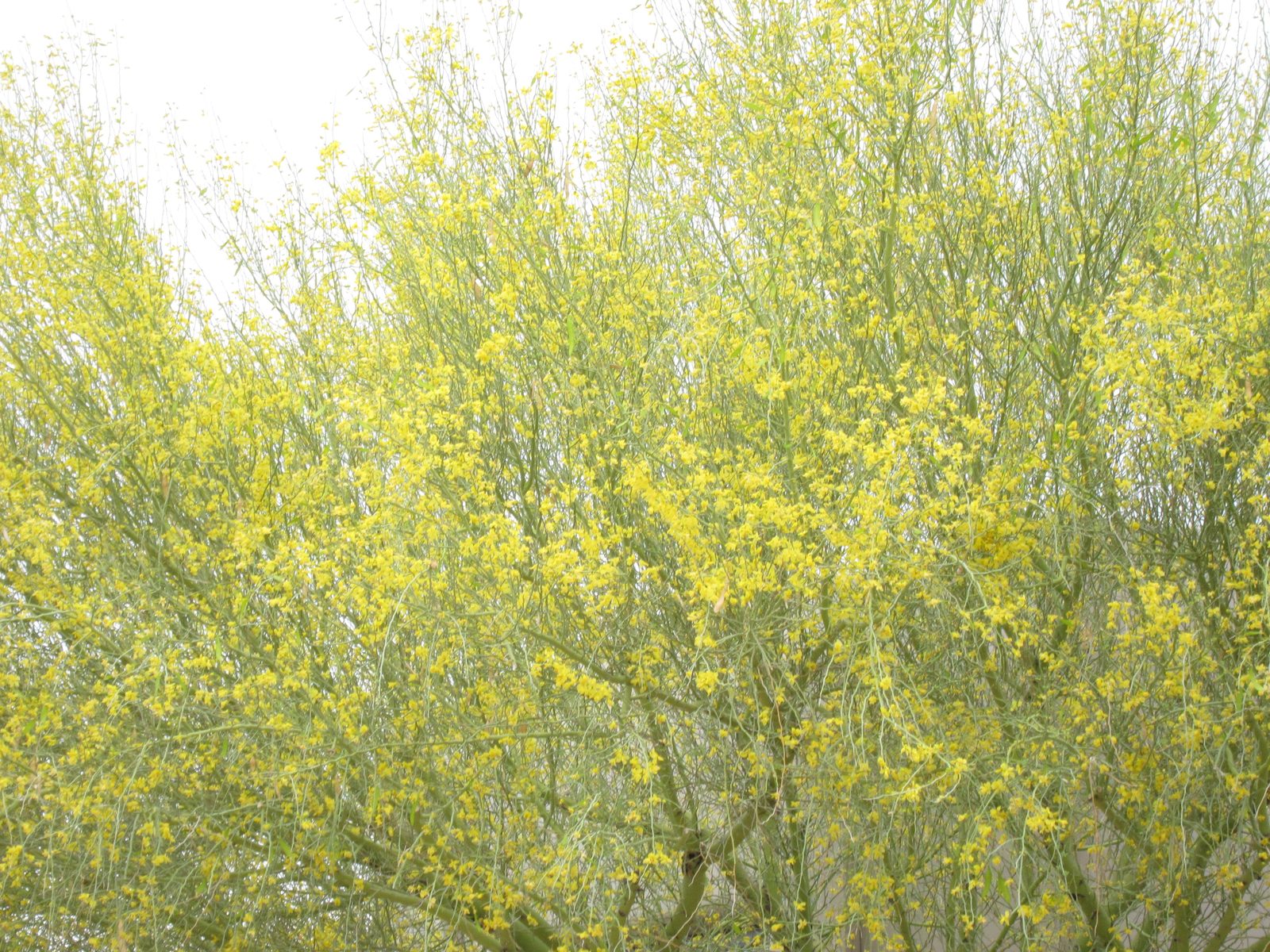 The palo verde at the front door.