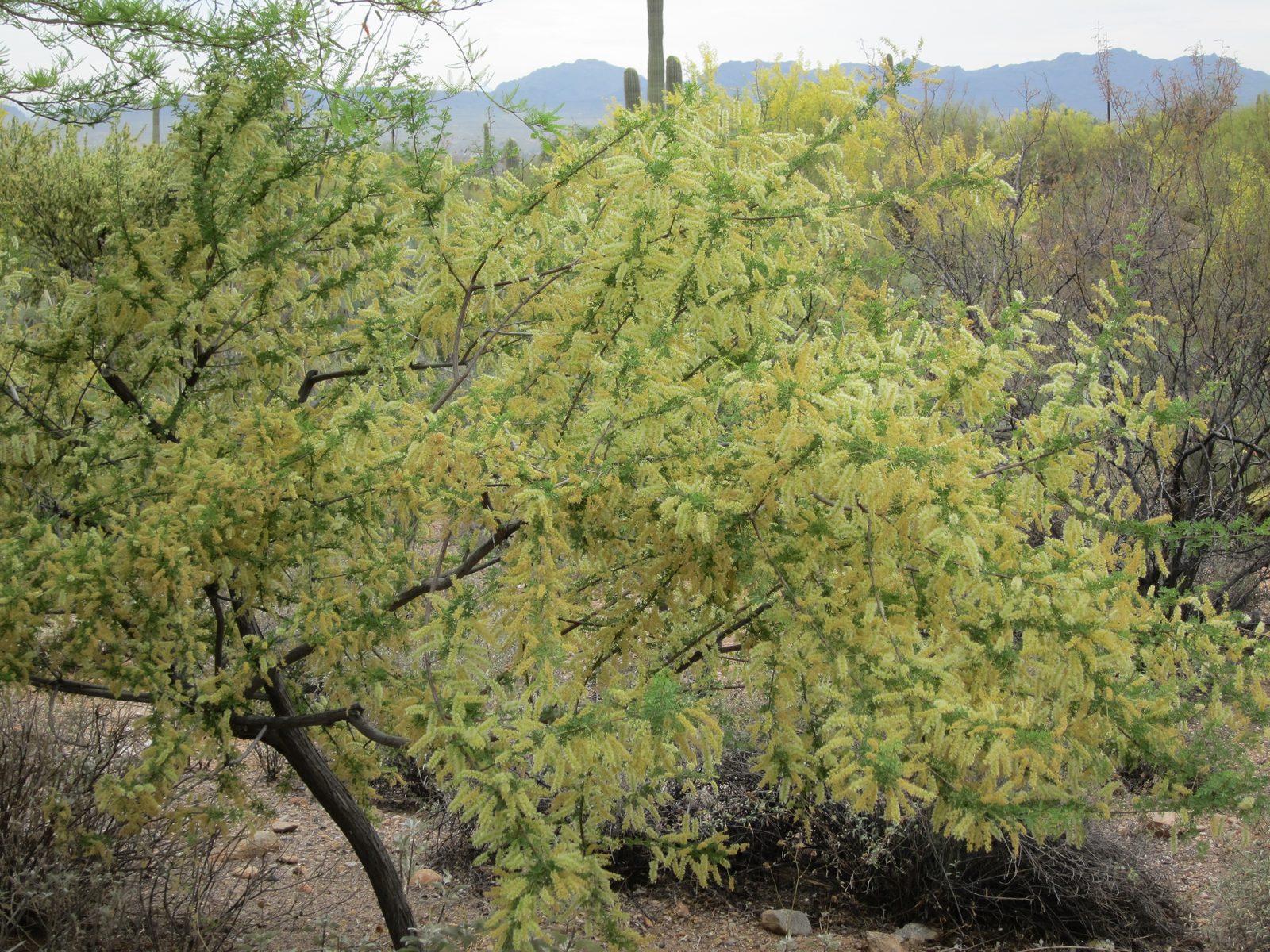 And another one, with some sort of catkins on it.  The whole town is shades of yellow this time of year.