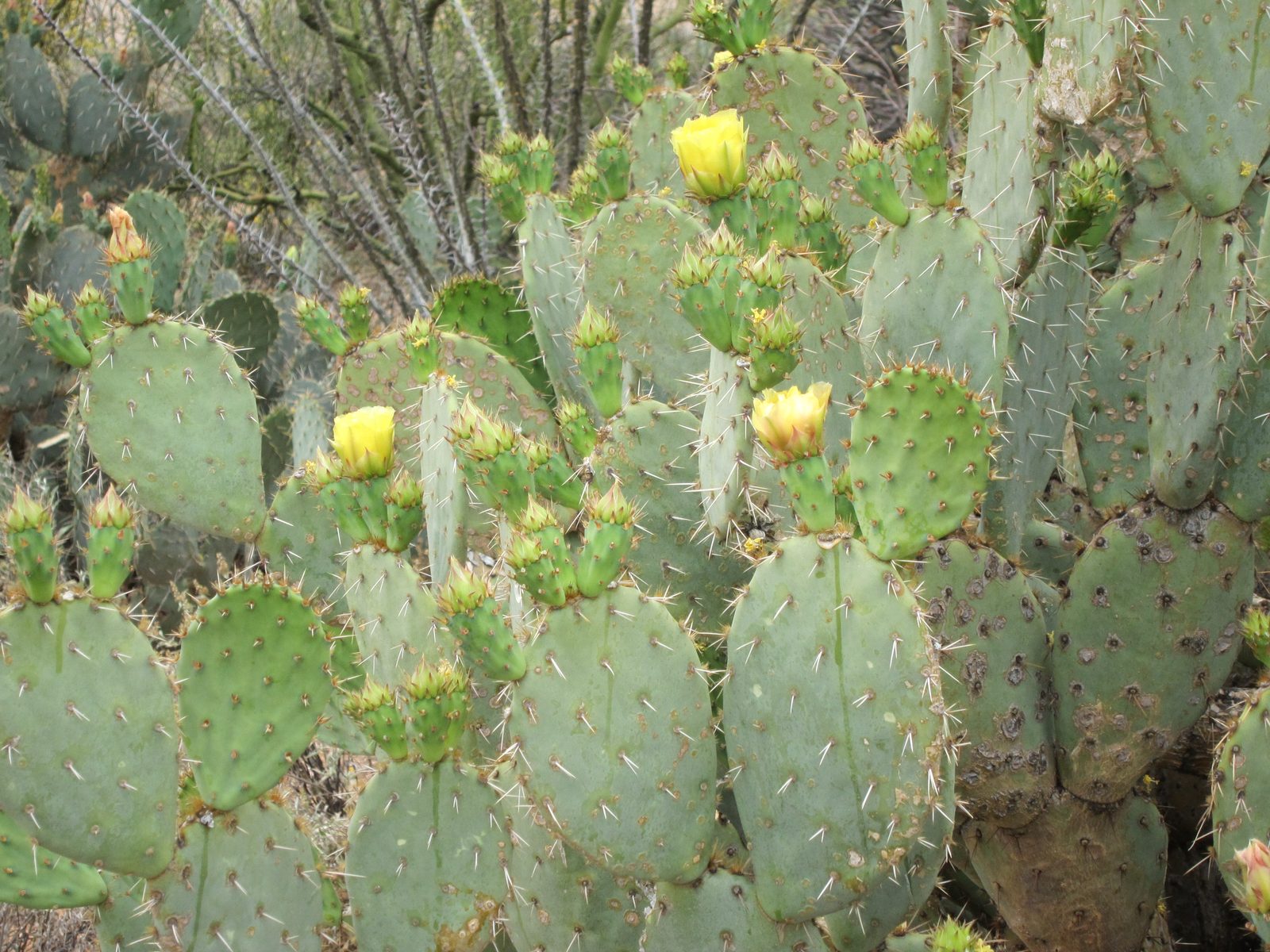 And a green prickly pear with yellow blooms.