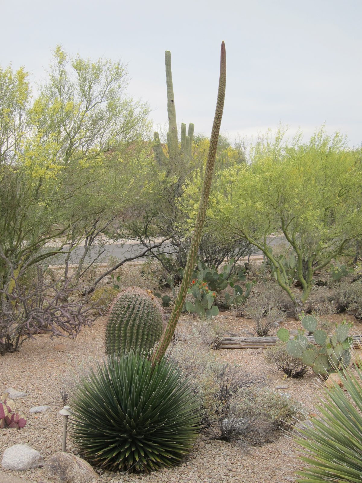 Then we have this Queen Victoria agave that put up this stalk.  It easily grew six feet in one week.
