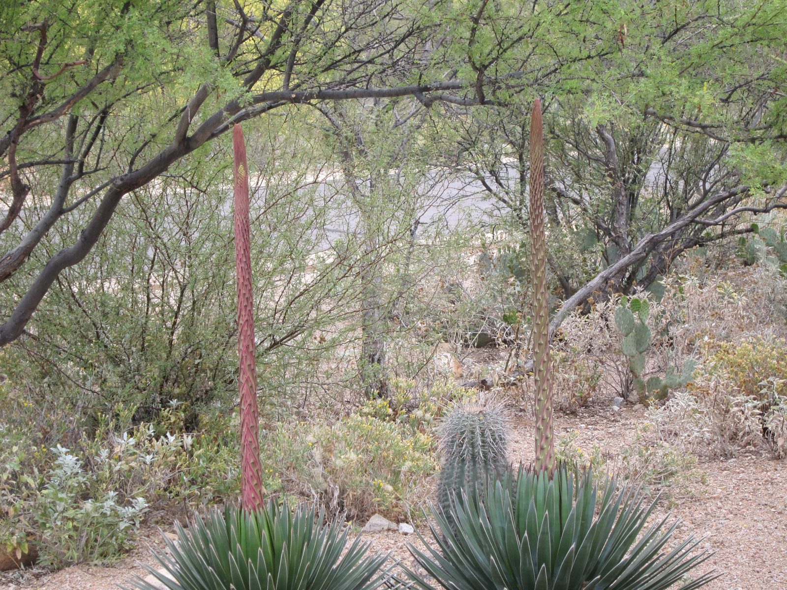 And here are two more Queen Victoria agaves, each putting up a stalk.