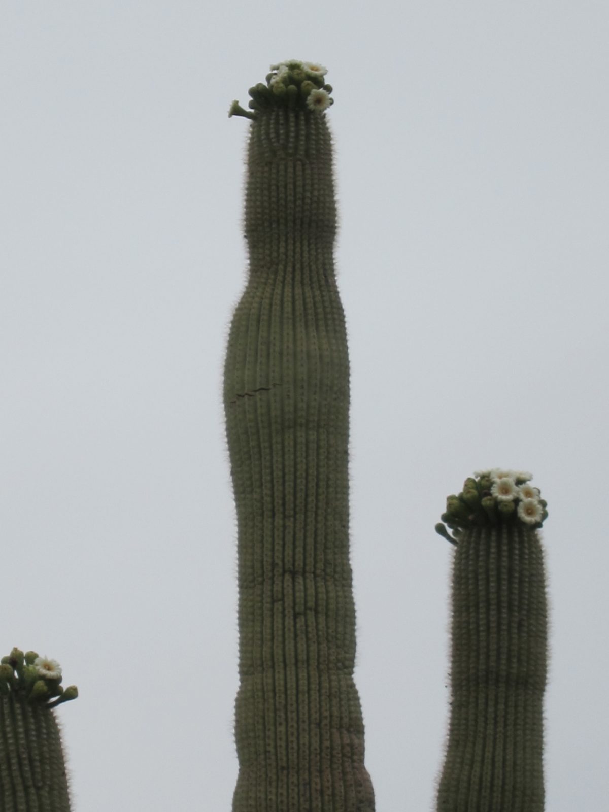 More views of the saguaro blossoms, but on a cloudy day.